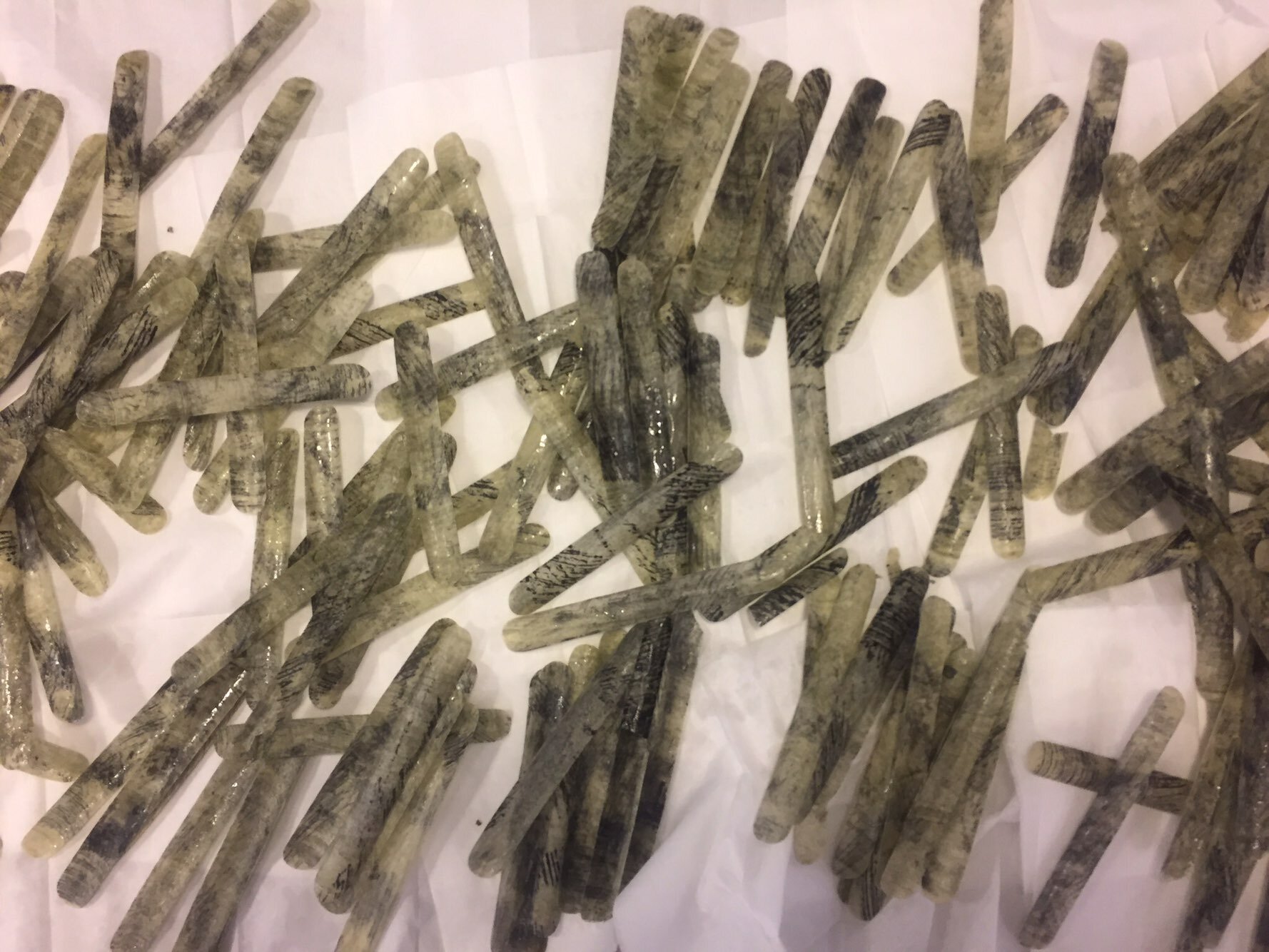 Razor clam shell