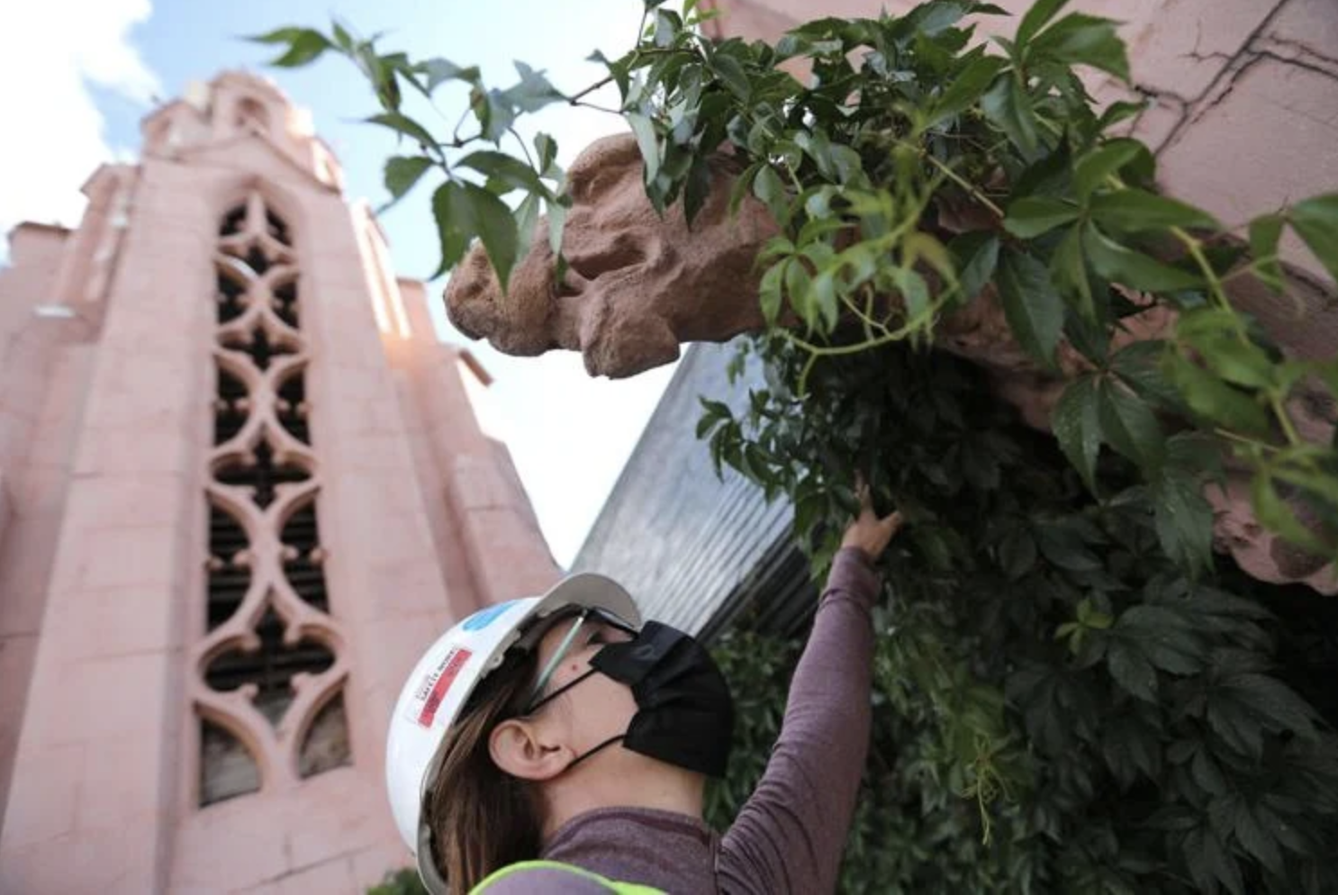  Engineer Marisa Turner lifts back a cloak of Virginia creeper covering one of the gargoyles below the roofline of the Nativity of the Blessed Virgin Mary chapel.  Jake Bacon, Arizona Daily Sun 