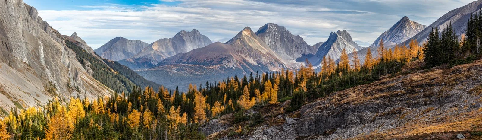 French Glacier Larches.jpg