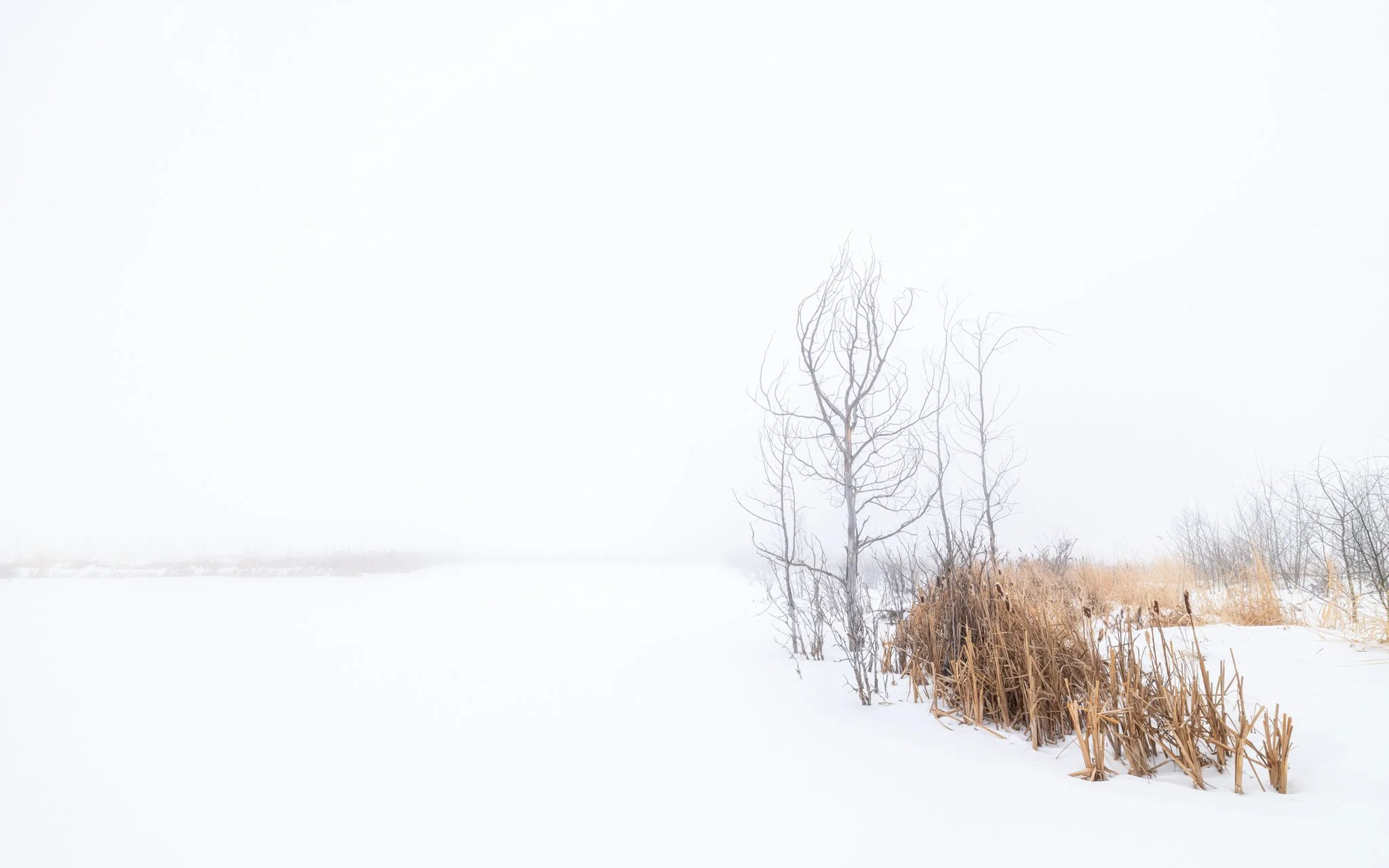 Fog Day | Foothills County | Alberta, Canada