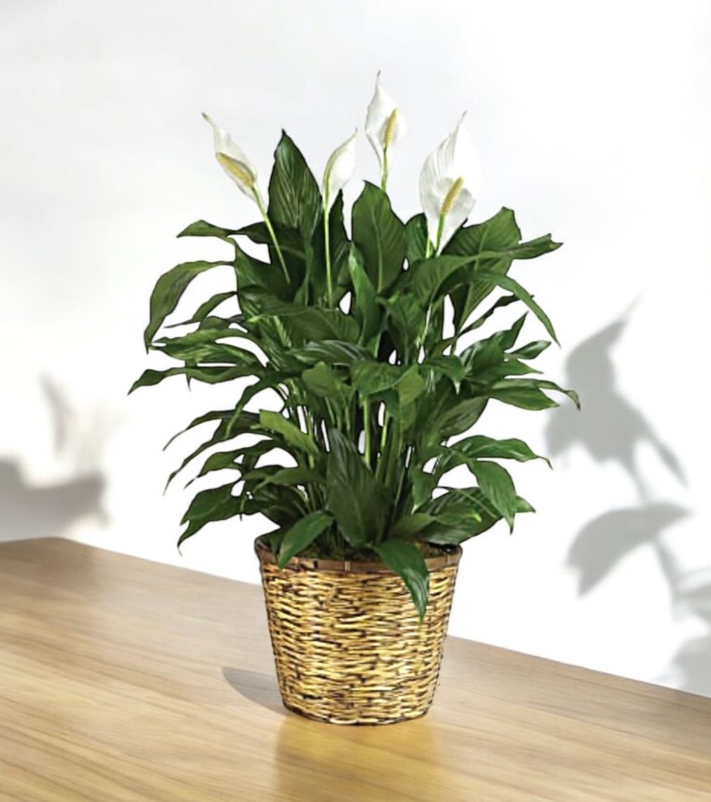 Peace Lily