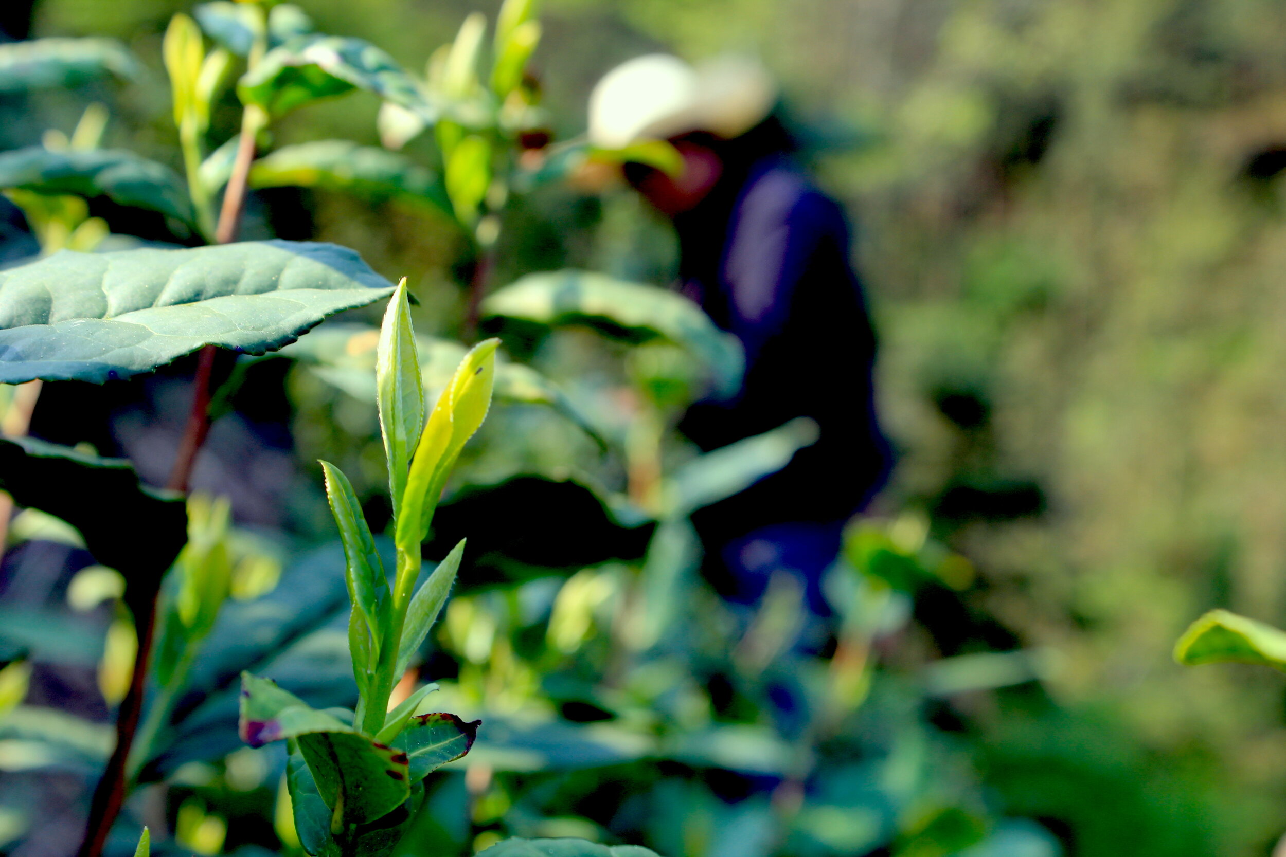 tea bushes with blury famers.JPG