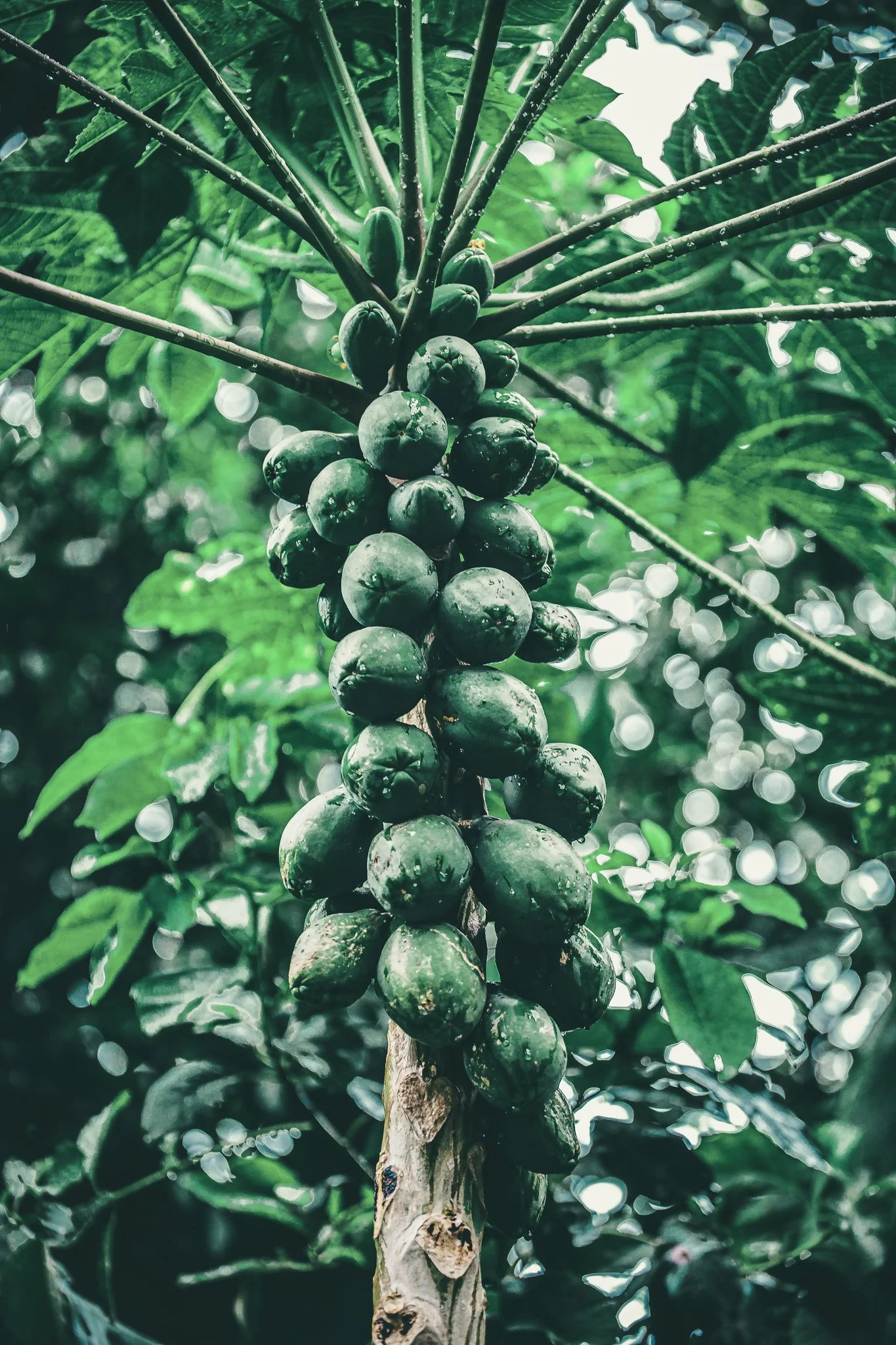 maui papaya 24x36.jpg