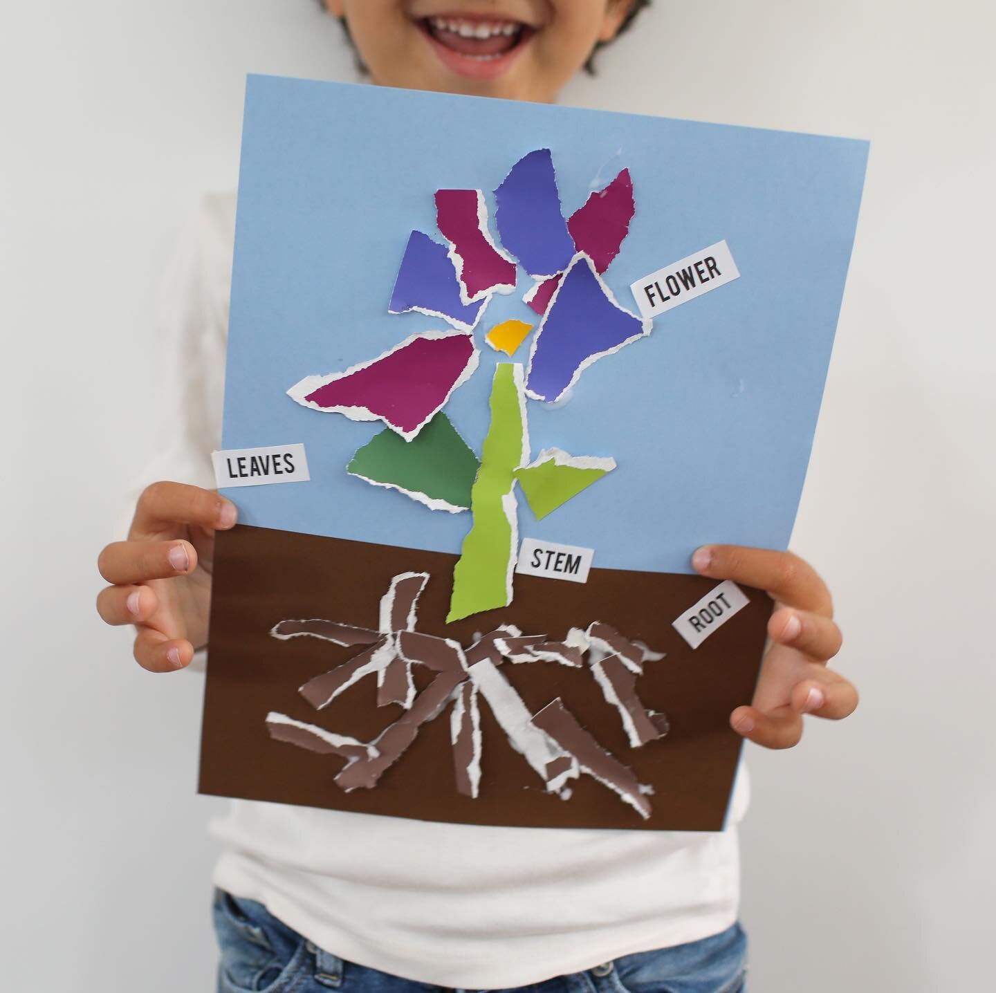 One of our favorite activities from our garden lesson is to encourage kids to use their fine motor skills to rip up small pieces of paper and then put them together to form a diagram of a growing flower. Also included is a little cheat sheet for pare