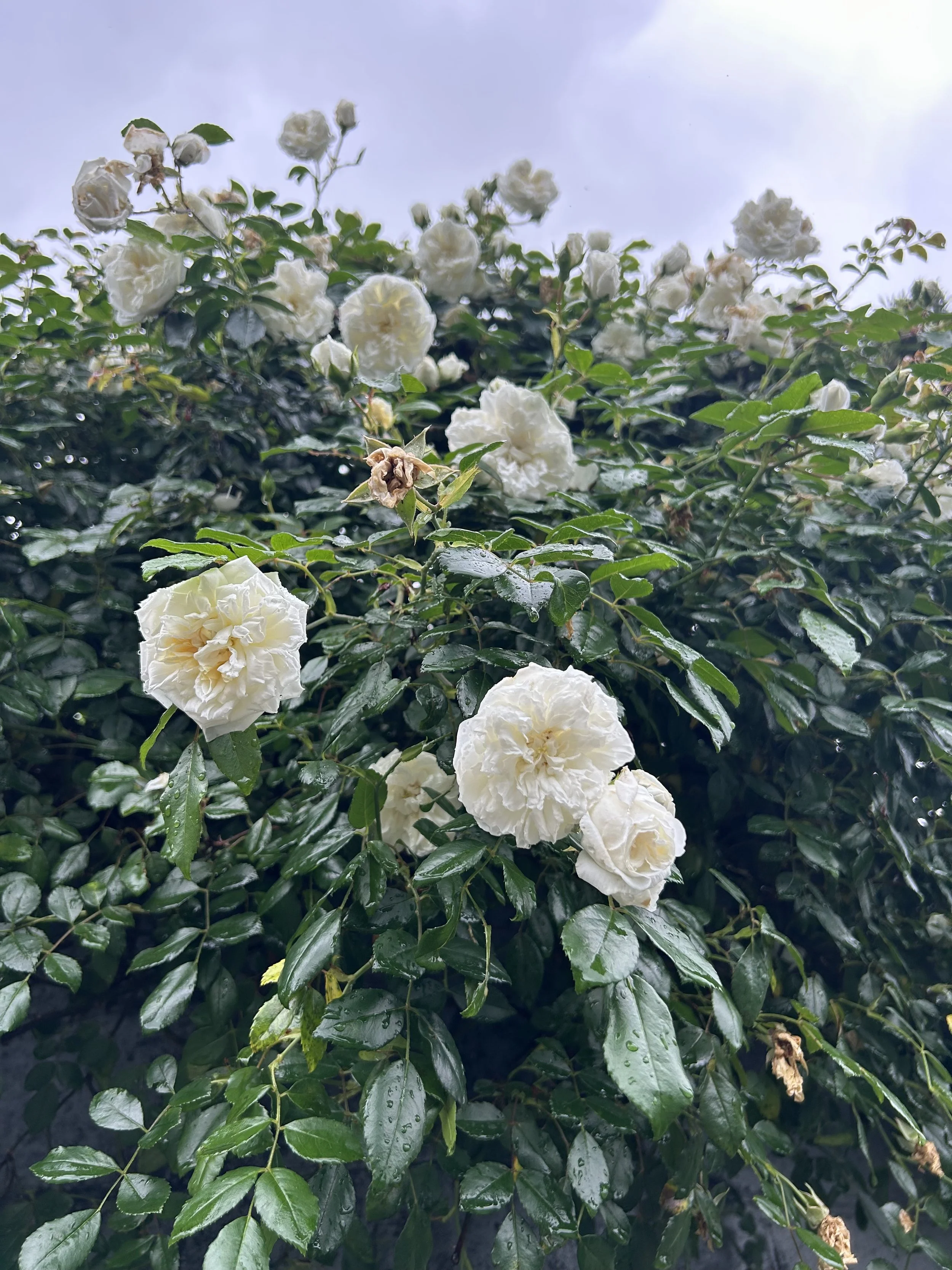 IMG_5772.jpeg