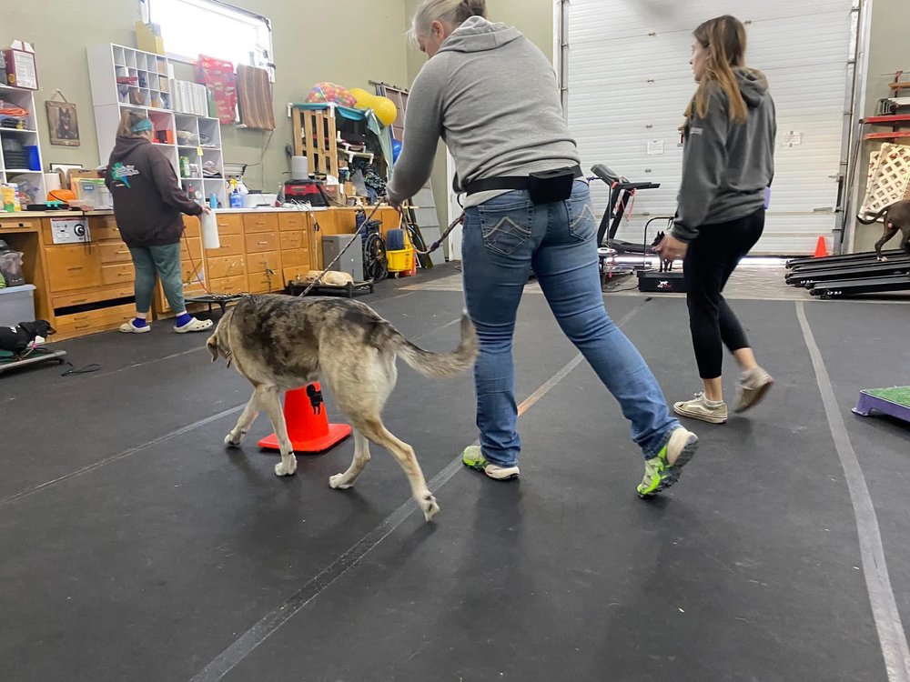 Facility Dog Training: Transform Your Canine Companion