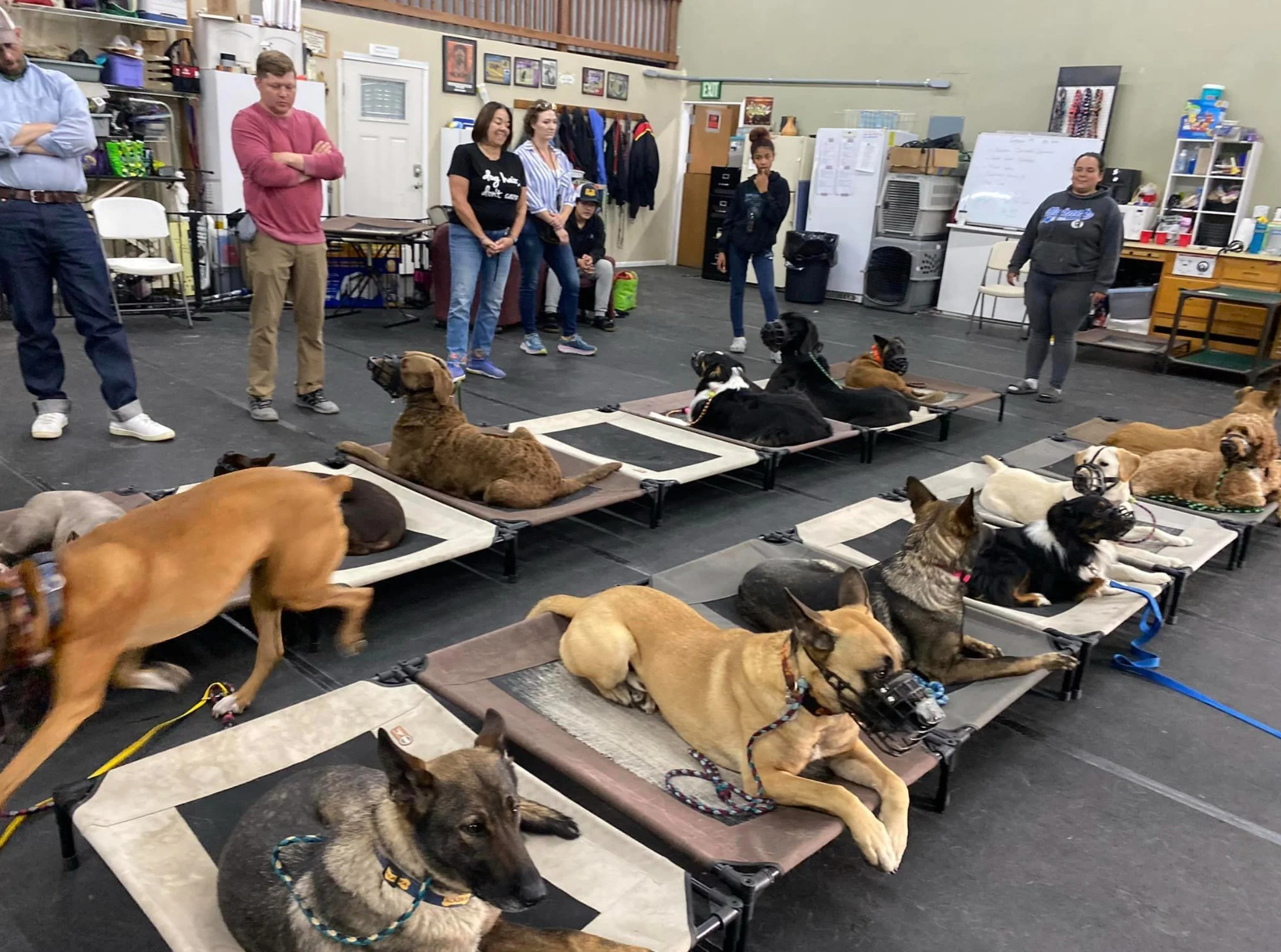 Dog Kennel Doggy Daycare For Aggressive Dogs Pet Pooch Pawsitive