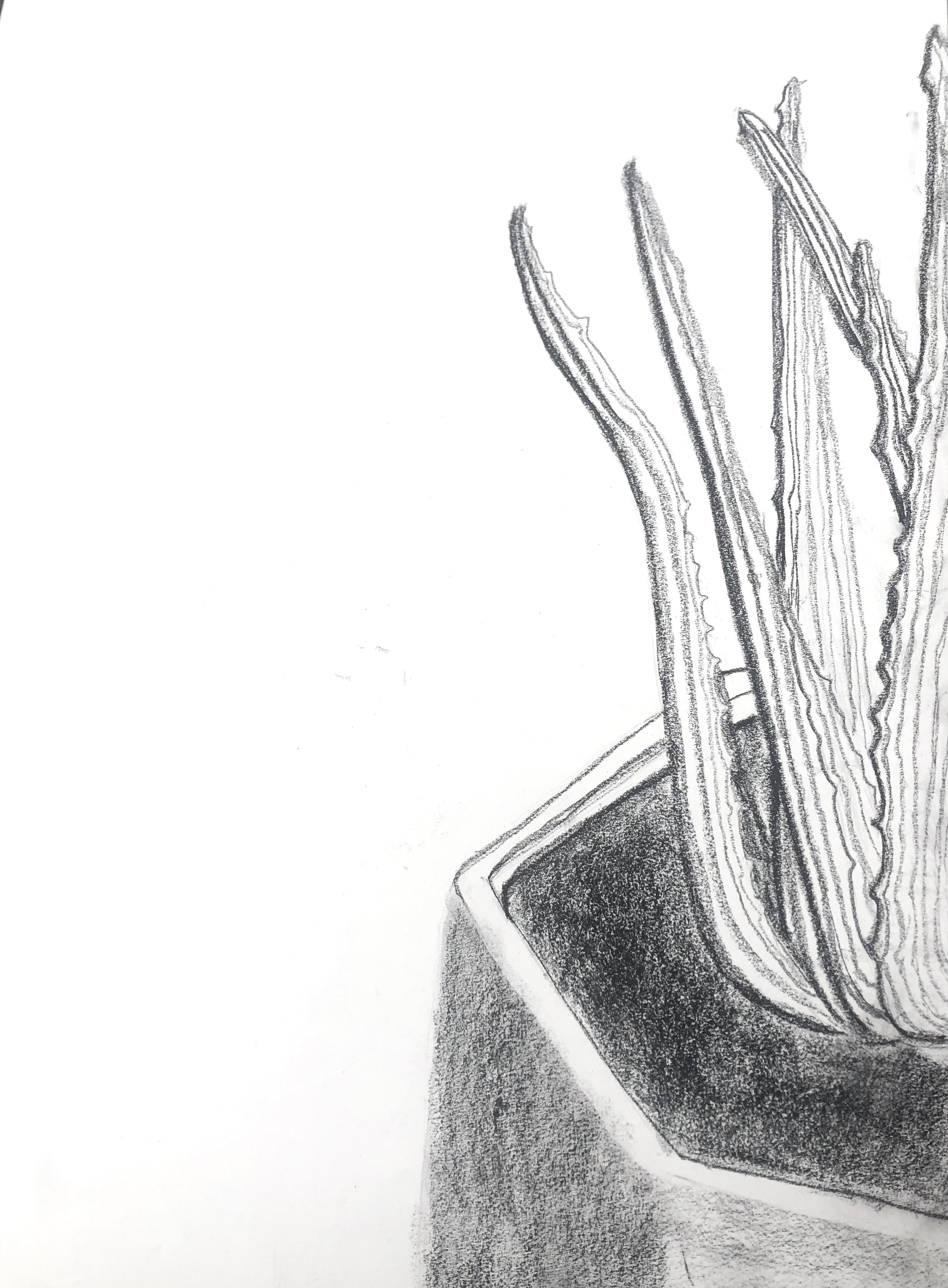 Naomi Horsford - Homework plant drawing.jpg