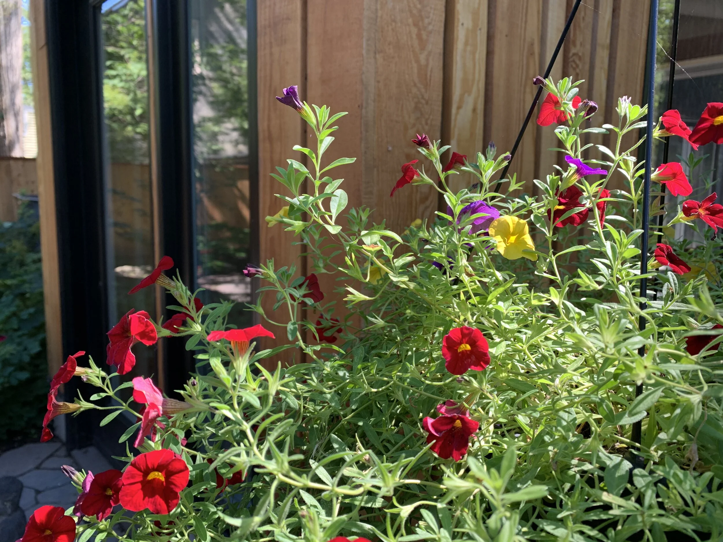 flowers outside building