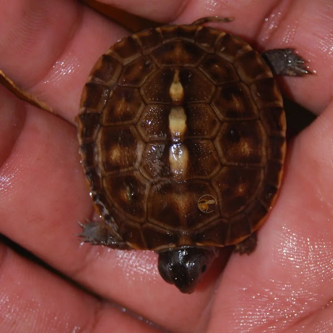 🥰 Eastern box turtle was a species that I was afraid to take under my care, and that fear rose from the possibility of things going wrong during brumatiom/hibernation. I am glad I got over that fear because they are a true blessing.

#shelledfriends