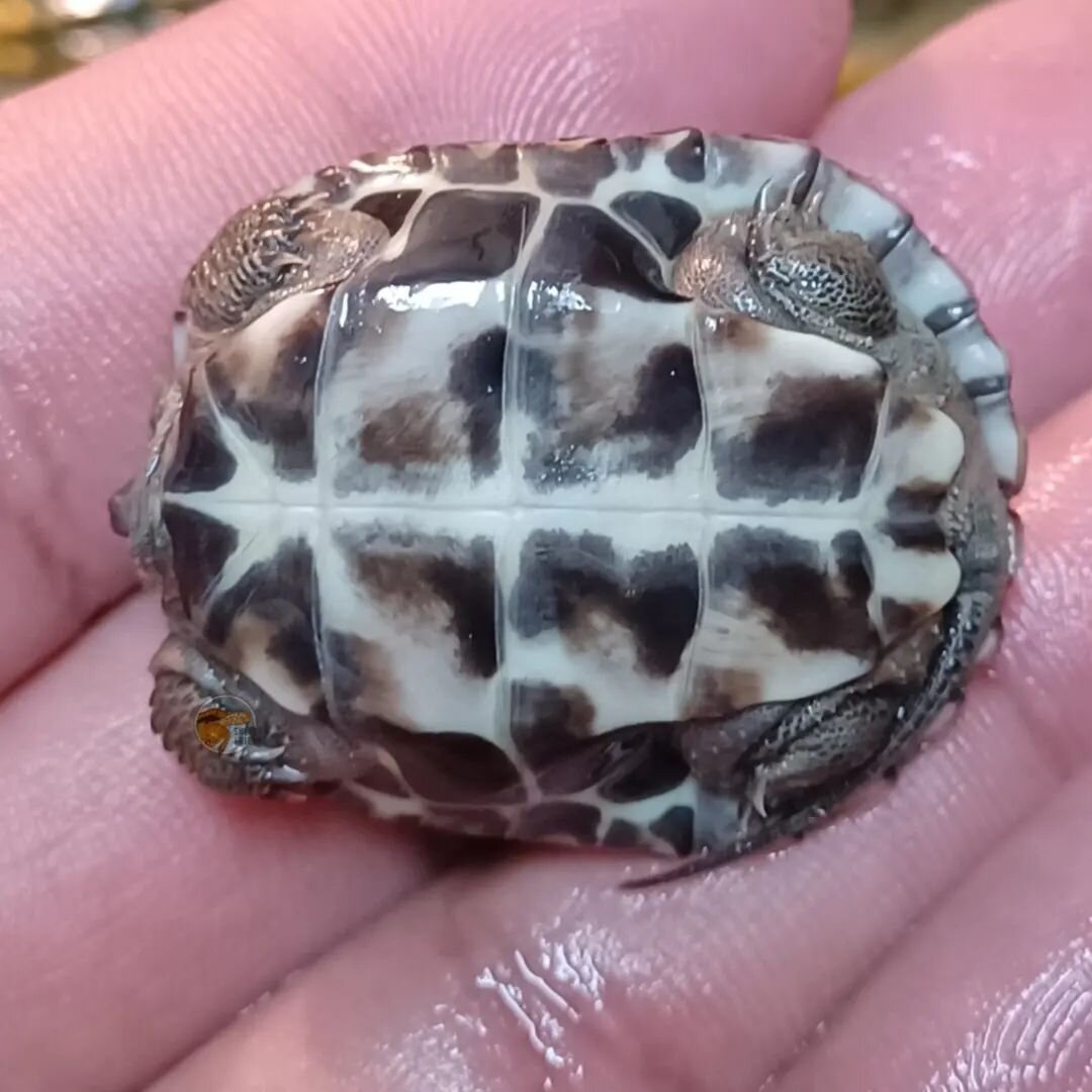 I'm excited to see how this little hatchling will turn out. The adult female joined my group last year and has settled in nicely. 

#shelledfriends #turtlesforever #turtlesforeveryone #turtlesofinstagram #captivebredreptiles #petturtle #pet #petsofin