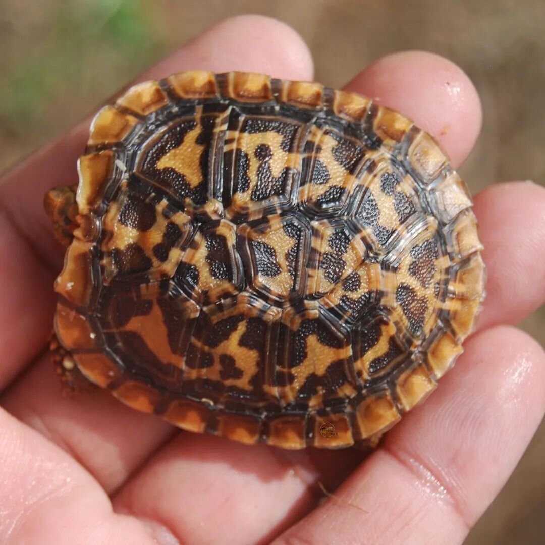 No filters at play. These pancake hatchlings from a friend really have a lot of orange color on them. 

#shelledfriends #turtlesforever #tortoisesofinstagram #tortoise #captivebredreptiles #available #pettortoise #petsofinstagram #pet #pancaketortois