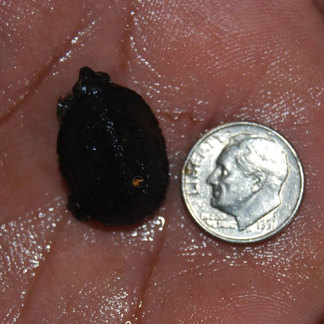 Many friends know that I was really looking forward to hatching a common musk turtle this year, so it is hard to explain how excited I was when this happened. This little one was a surprise, I thought I was waiting on some loggerhead eggs 🙂

#shelle