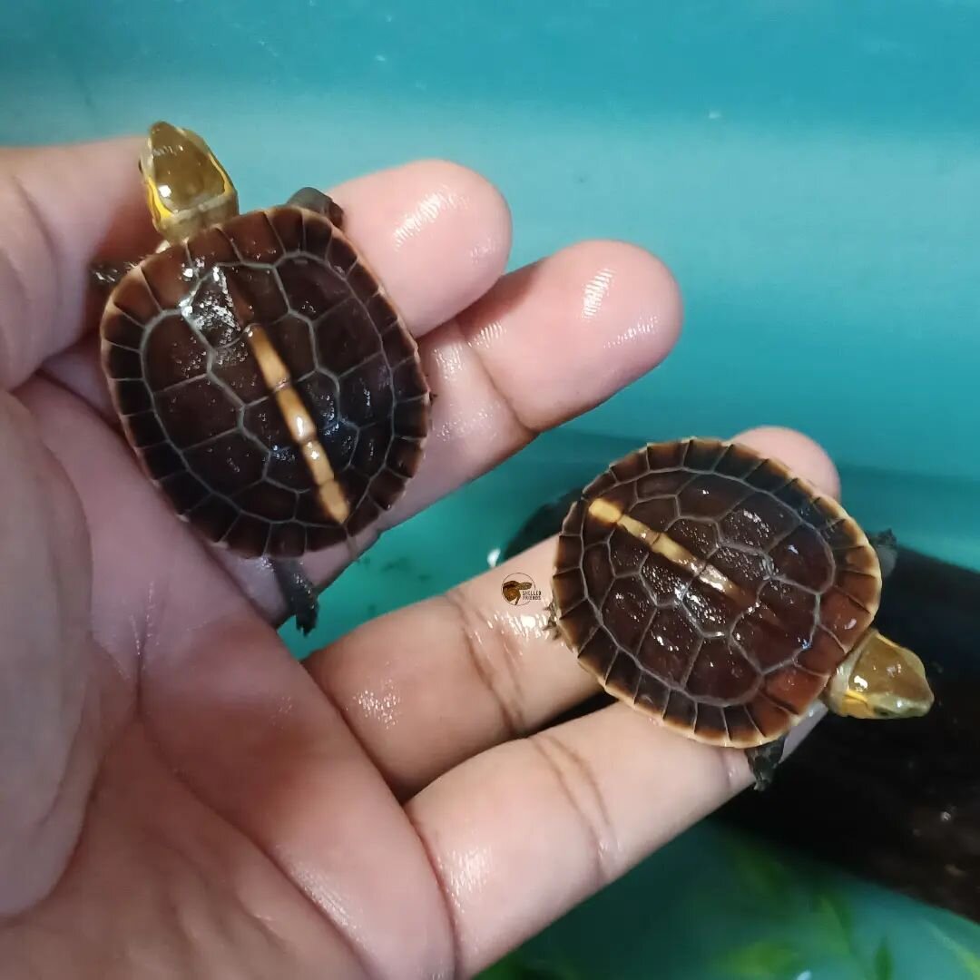 Chinese box turtles  would be the champions of eating like there is no tomorrow, but they have some stiff competition from the Reeves turtles. 

#shelledfriends #turtlesforever #turtlesforeveryone #captivebredreptiles #turtlesofinstagram #petturtle #