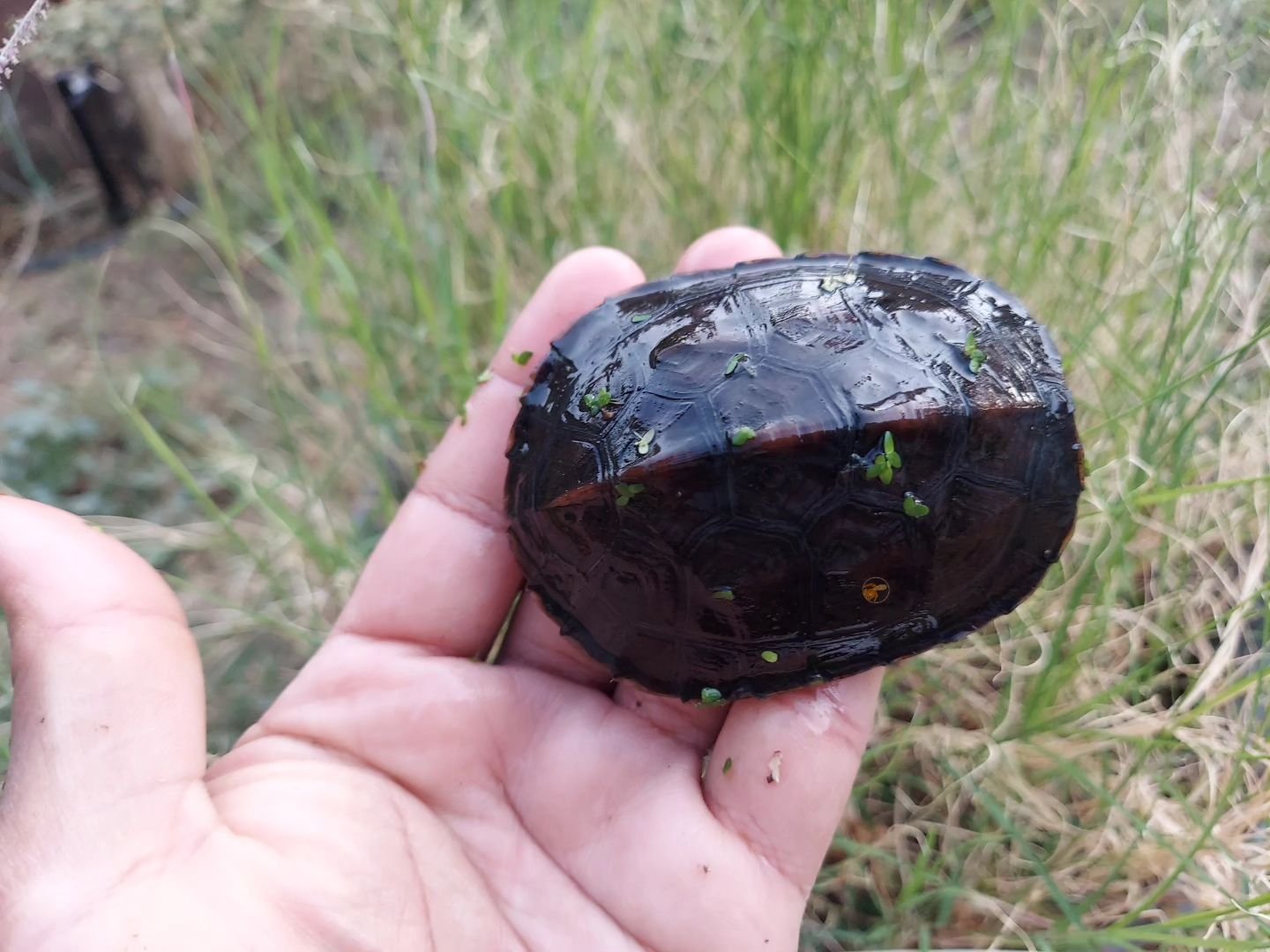 I held back one of my &quot;Ruby thread&quot; Turtles, a hybrid of Kwangtung x Chinese Golden thread Turtles. Not going to lie, I love how it is turning out. And no, it wasn't an intentional pairing.

#shelledfriends #turtlesforeveryone #turtlesforev