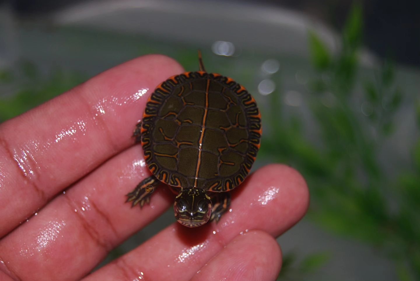 A North American gem, the Painted turtle. A cold hardy species that is colorful and stays small. 

#shelledfriends #turtlesforeveryone #turtlesforever #turtlesoftomorrow #captivebredreptiles #turtlesofinstsgram #paintedturtle #chrysemyspicta