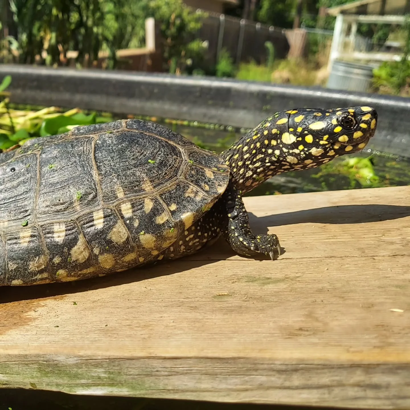 Adult Geoclemmys hamiltonii soaking in the rays.

#shelledfriends #turtlesofinstagram #captivebred #turtlesforeveryone #turtlesforever #geoclemmyshamiltonii #indianspottedturtle