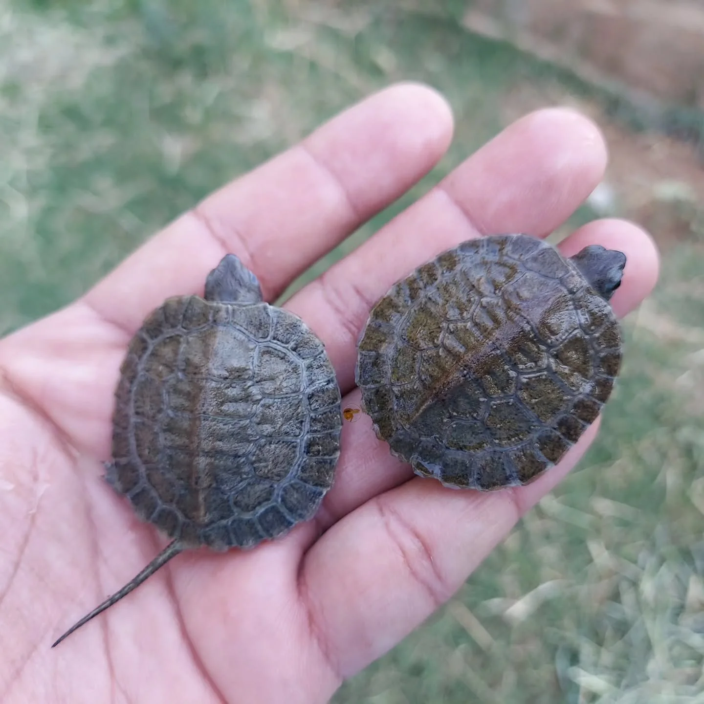 Here we go again. The species that started it all. North American wood turtle was the first species that I bred and hatched here at my place. A few will be heading to members of @ttpg_turtlesandtortoises and @mattsturtlesandtortoises soon and others 