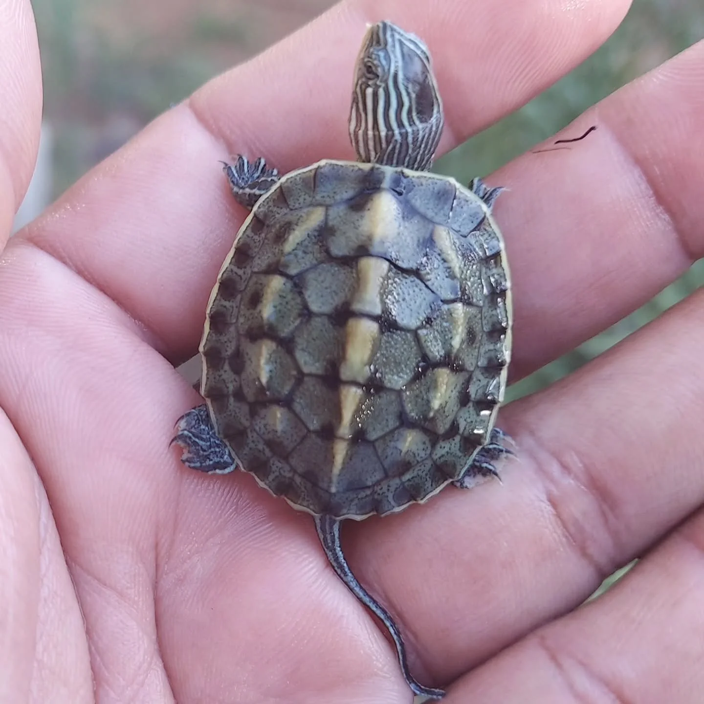 Mauremys sinensis, I need a separate property just to house these little gems 😁 They are my kryptonite.

#shelledfriends #turtlesforeveryone #turtlesforever #babyturtle #turtlesofinstagram #captivebred #mauremys #mauremyssinensis #preservation #smil