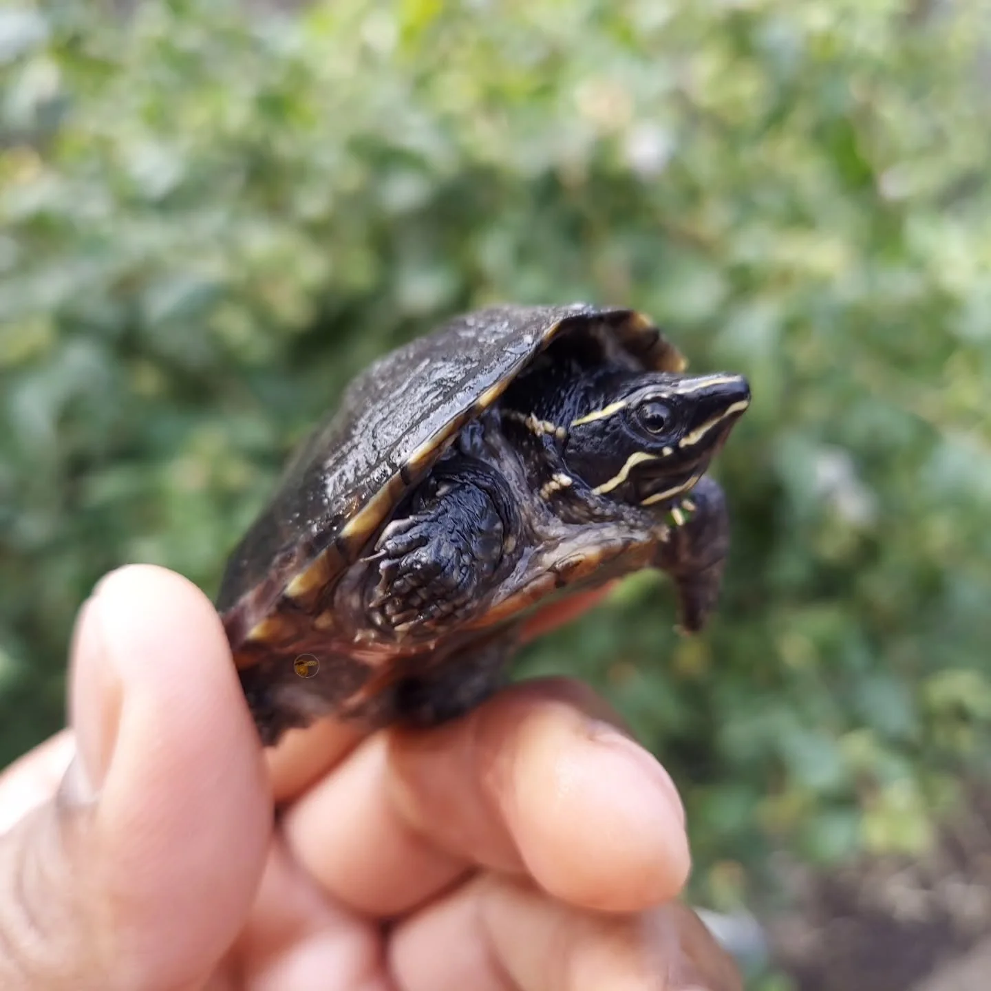 One of the coolest species, the Common musk turtle. Cold hardy and small, they are a much better fit for most folks who are new caring for turtles in captivity.

#shelledfriends #turtlesforeveryone #turtlesforever #turtlesofinstagram #turtlesoftomorr