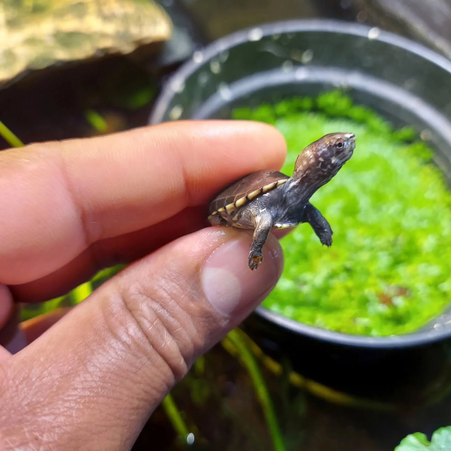 The 2025 Tabasco mud turtles have arrived. One of my top three species for new keepers. This species is colorful, stays small, and easy going. 

#shelledfriends #turtlesforeveryone #turtlesforever #turtles #turtlesofinstagram #babyturtle #captivebred