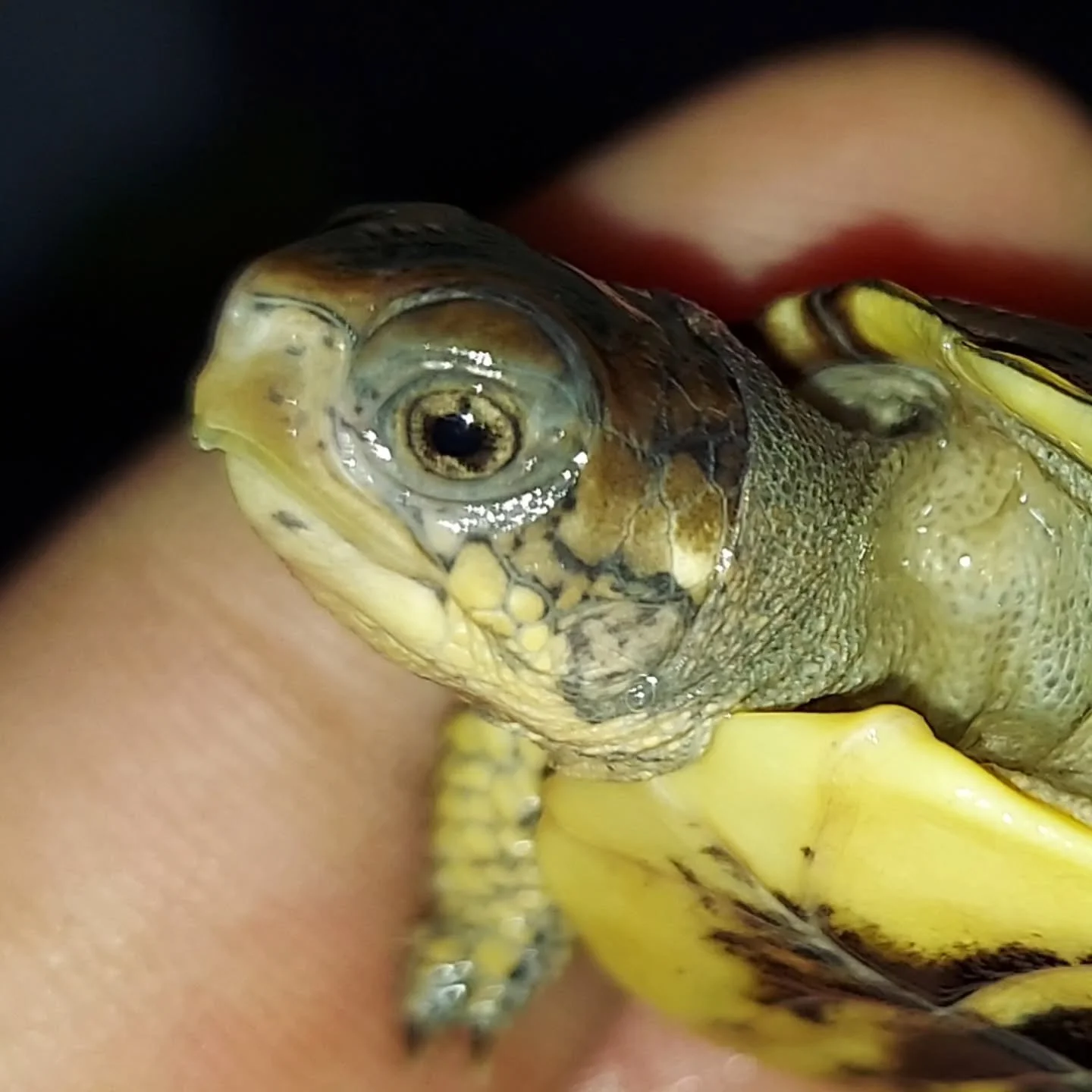 One of this year's Eastern box turtle hatchling, a North American gem.

#shelledfriends #turtlesforeveryone #turtlesforever #turtlesoftomorrow #turtlesofinstagram #babyturtle #boxturtle #terrapene #terrapenecarolina #easternboxturtle