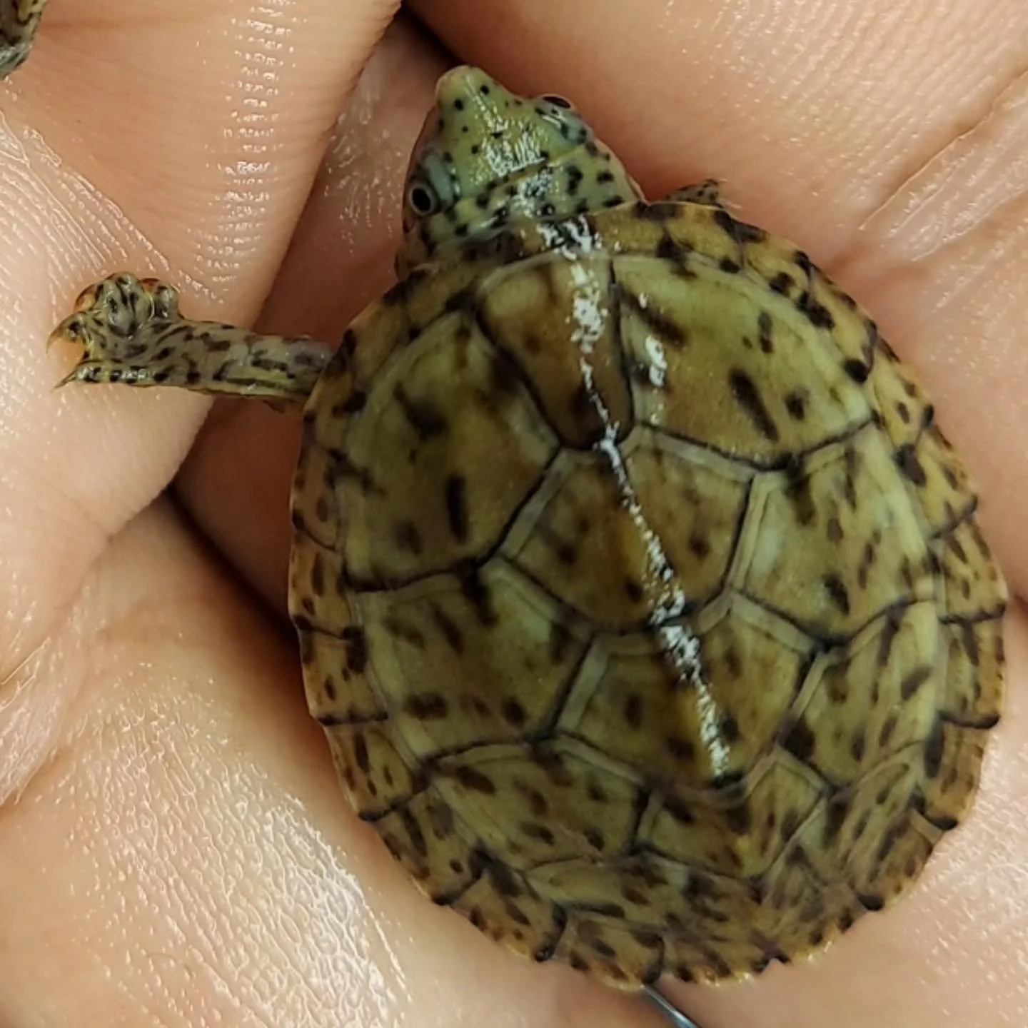 Another North American gem, at least in my eyes. The small but mighty Loggerhead musk turtle. Looking forward to the day we will see more Captive bred hatchlings of this species. 

#shelledfriends #turtlesforeveryone #turtlesoftomorrow #turtlesforeve