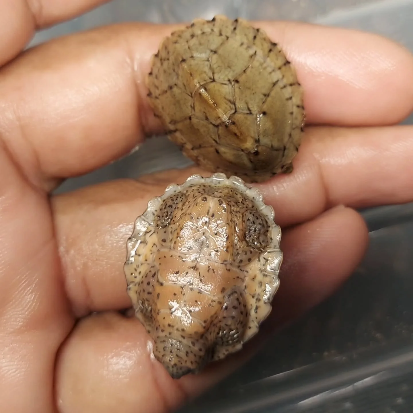 Can't forget the Razorback musk turtles when talking about North American gems. Razorback musks grow larger than Loggerhead musk turtles but are an absolute delight to care for.

#shelledfriends #turtlesforeveryone #turtlesforever #turtlesoftomorrow 