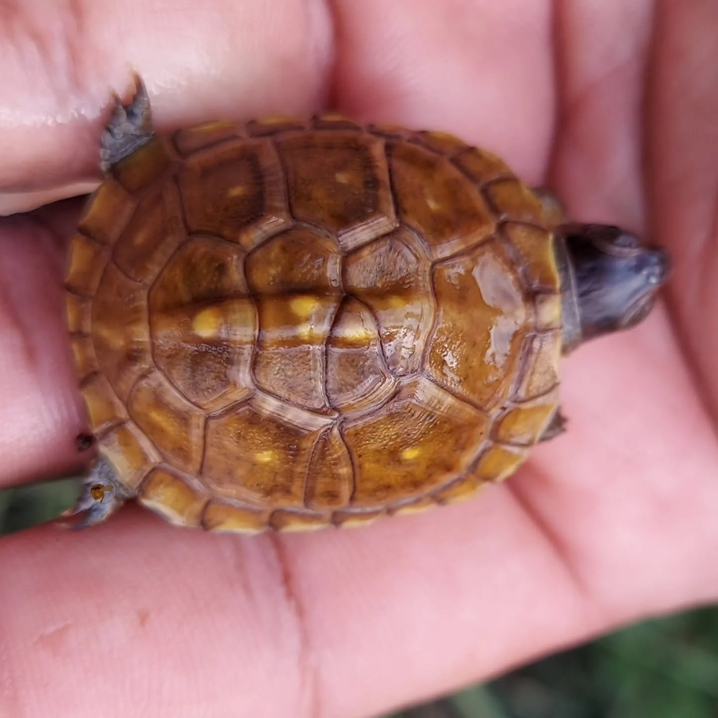 I get to care for this three toed box turtle hatchling that was hatched by a friend. It is a good thing I don't have any extra space, if I did this one might become a permanent resident here. 

#shelledfriends #turtlesforeveryone #turtlesforever #tur