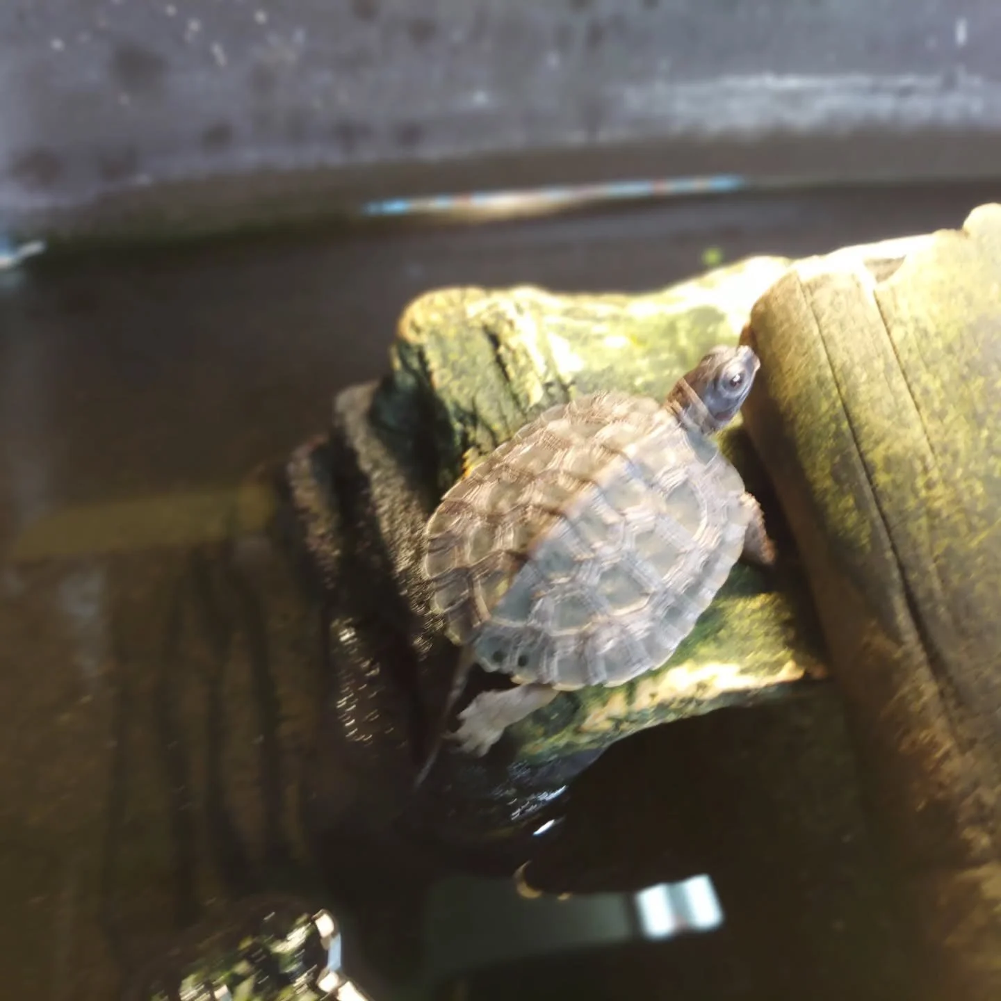 Some of the last few North American wood turtles from this year are heading to new homes this week. This species never fails to stop me on my tracks ❤️

#shelledfriends #turtlesforeveryone #turtlesforever #turtlesoftomorrow #turtlesofinstagram #turtl