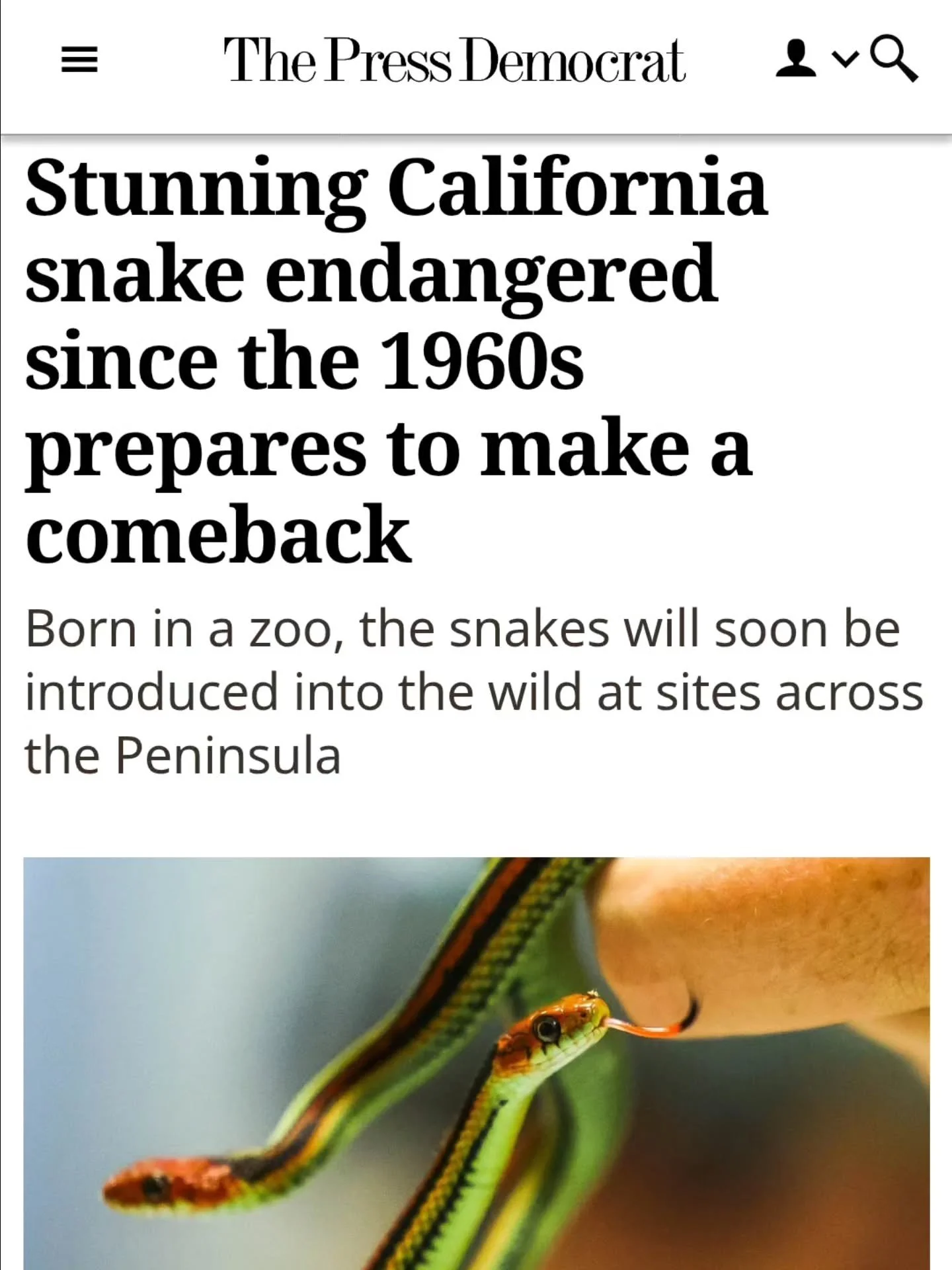 My daughter has been writing articles for various outlets, and one of her stories, on San Francisco Garter snakes, was published recently on the front page of a newspaper. The article is also available online at  https://www.pressdemocrat.com/2026/01