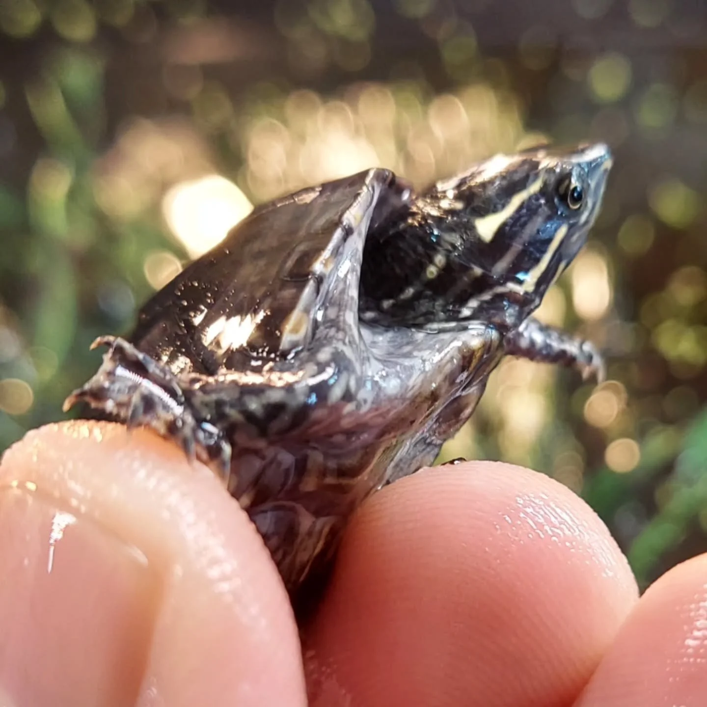 Tiny but mighty. The incredible Sternotherus odoratus, aka stinkpot musk turtle. 

#shelledfriends #turtlesforever #turtlesofinstagram #muskturtle #babyturtle