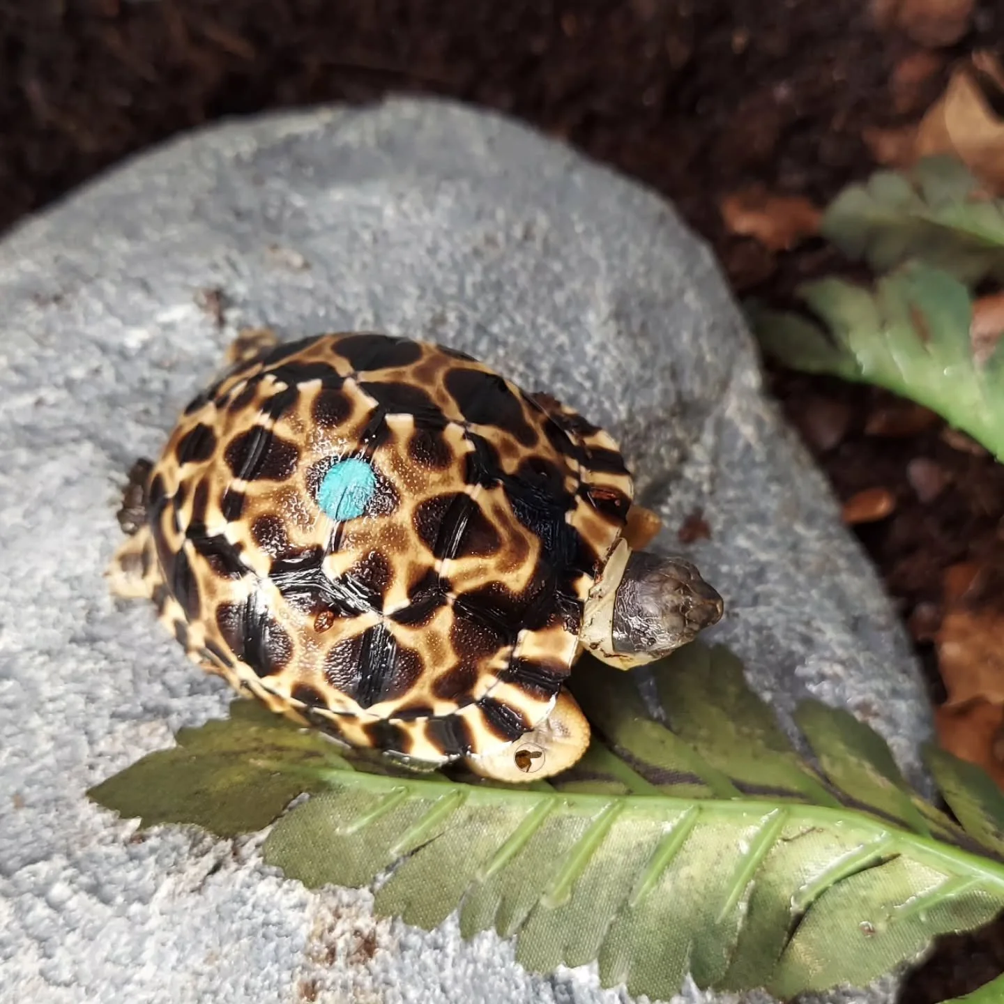 This happened last week 🙂 The wonderful Paul has been hatching out some gorgeous Radiated tortoises, and it was a perfect excuse to visit him. Raising up hatchling tortoises never gets old.

#shelledfriends #turtlesforever #babyturtle #turtlesofinst