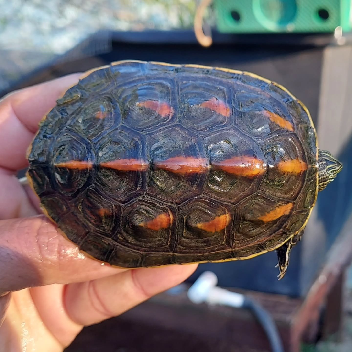 One of the most gorgeous turtle species out there, Mauremys sinensis. Sadly, it is also one of the most underrated species. 

#shelledfriends #turtlesforever #turtlesofinstagram #mauremys #mauremyssinensis