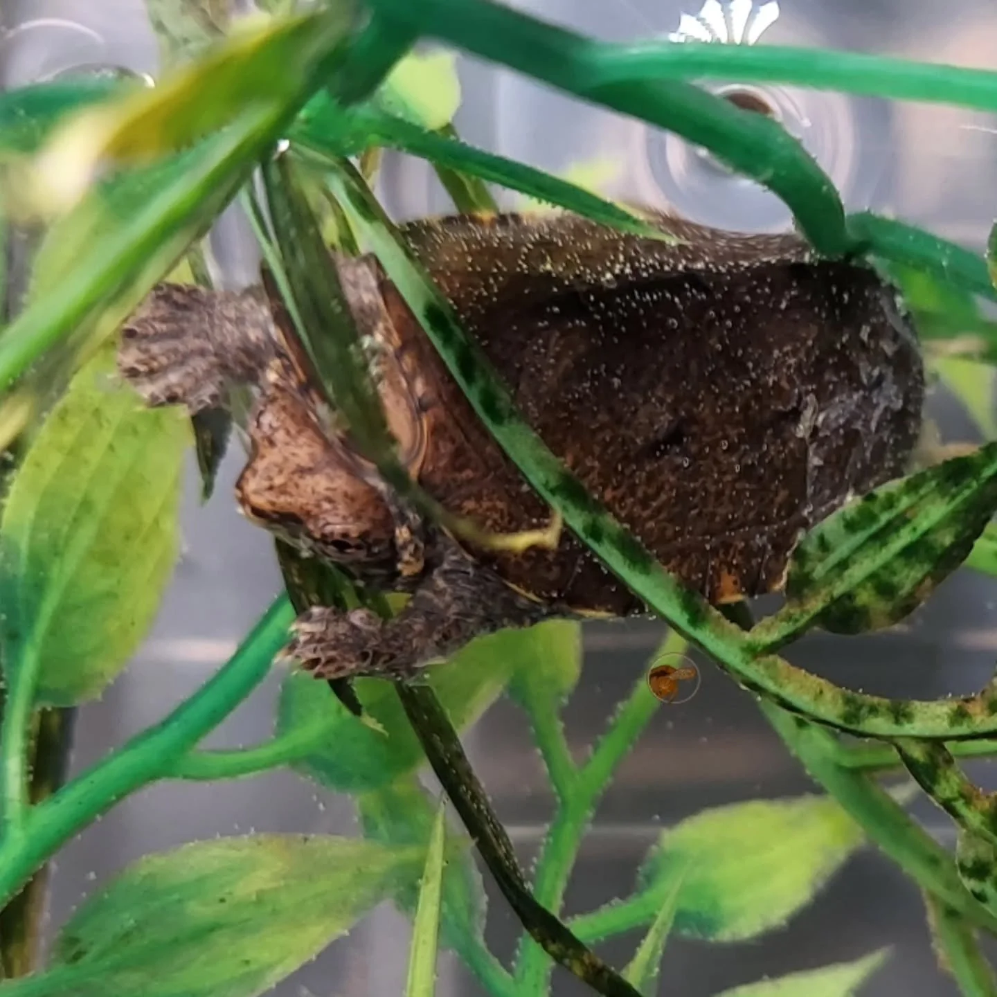 First hatchling of 2026, a teeny Tabasco mud turtle. Love the color around the eyes on this little one.

#shelledfriends #turtlesforever #turtlesofinstagram #babyturtle #mudturtle