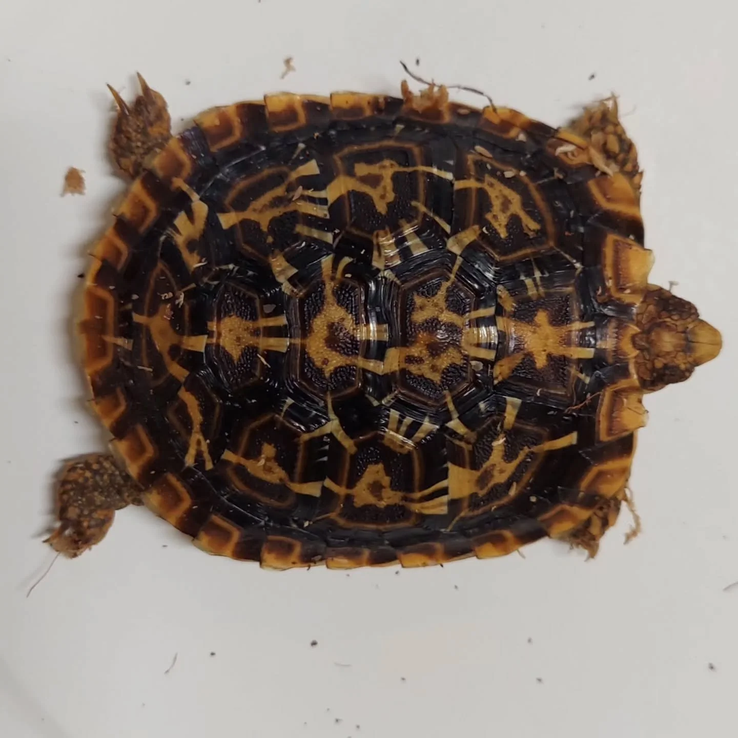 Some of the young Pancake tortoises that are listed on my site.

#shelledfriends #tortoisesofinstagram #pancaketortoise