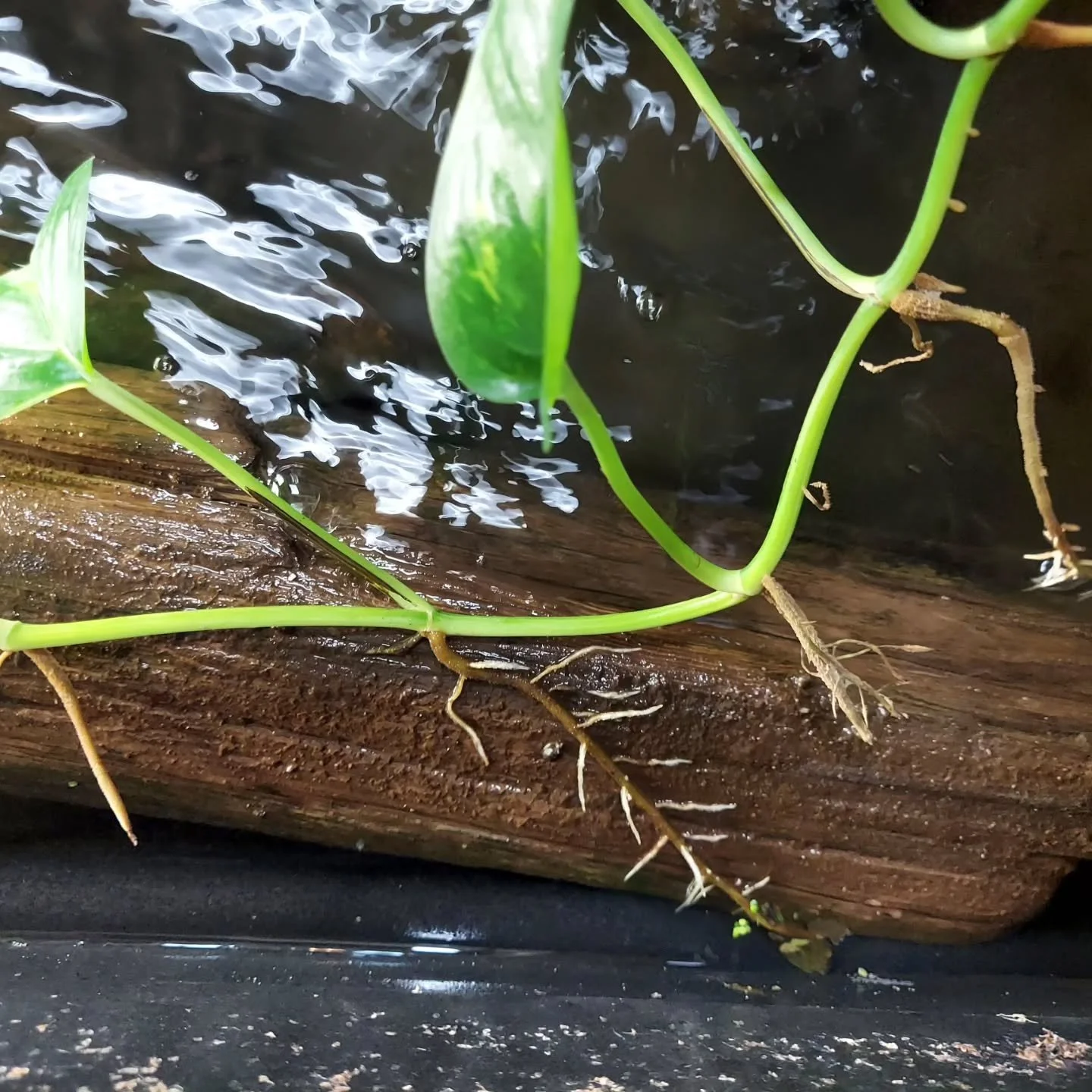 Leaning on plants to lend a hand with water quality. If turtles are messing up plants in their enclosure, then look for ways to incorporate plants while still keeping them out of reach of the determined shellsters.

#shelledfriends #turtlesforever #t