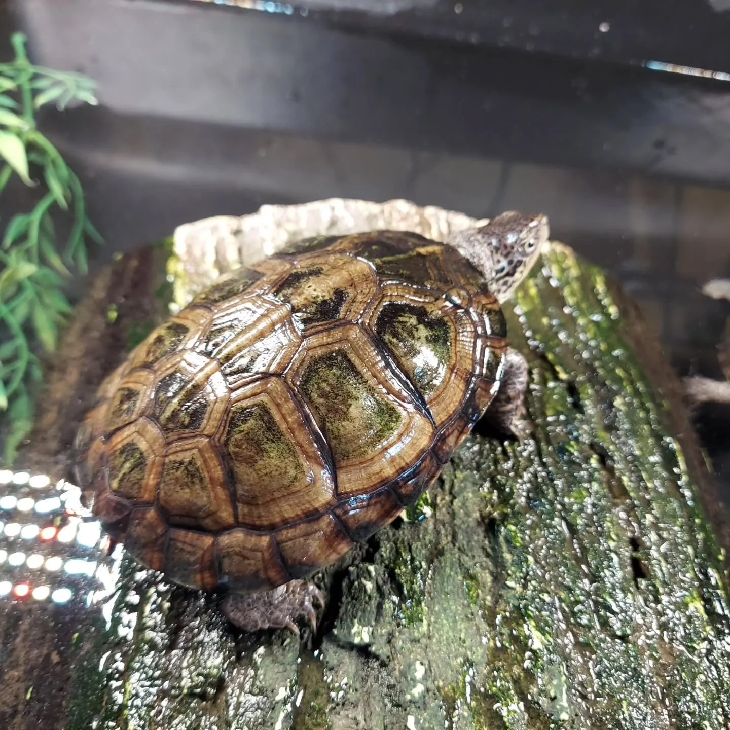 These Terrapene coahuila box turtles were not impressed by my attempt to belt out a Bad Bunny song. Whatever, let the heart sing out loud 🙃

#shelledfriends #turtlesforever #turtlesofinstagram #boxturtle #coahuilanboxturtle