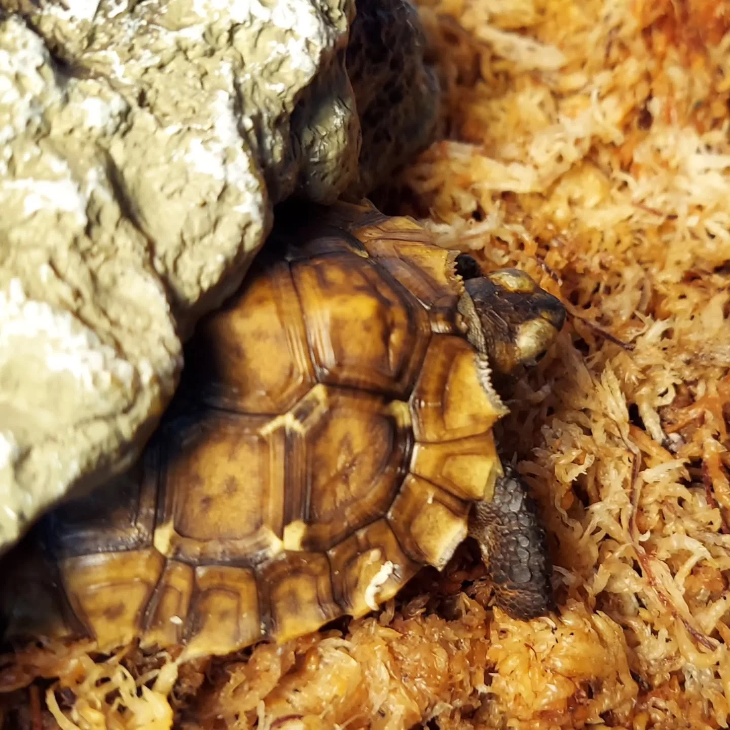 Captive bred Kinixys homeana hatchling. Been a minute since I have had one of these tortoises in my care. 

#shelledfriends #tortoisesofinstagram #hingebacktortoise #babytortoise