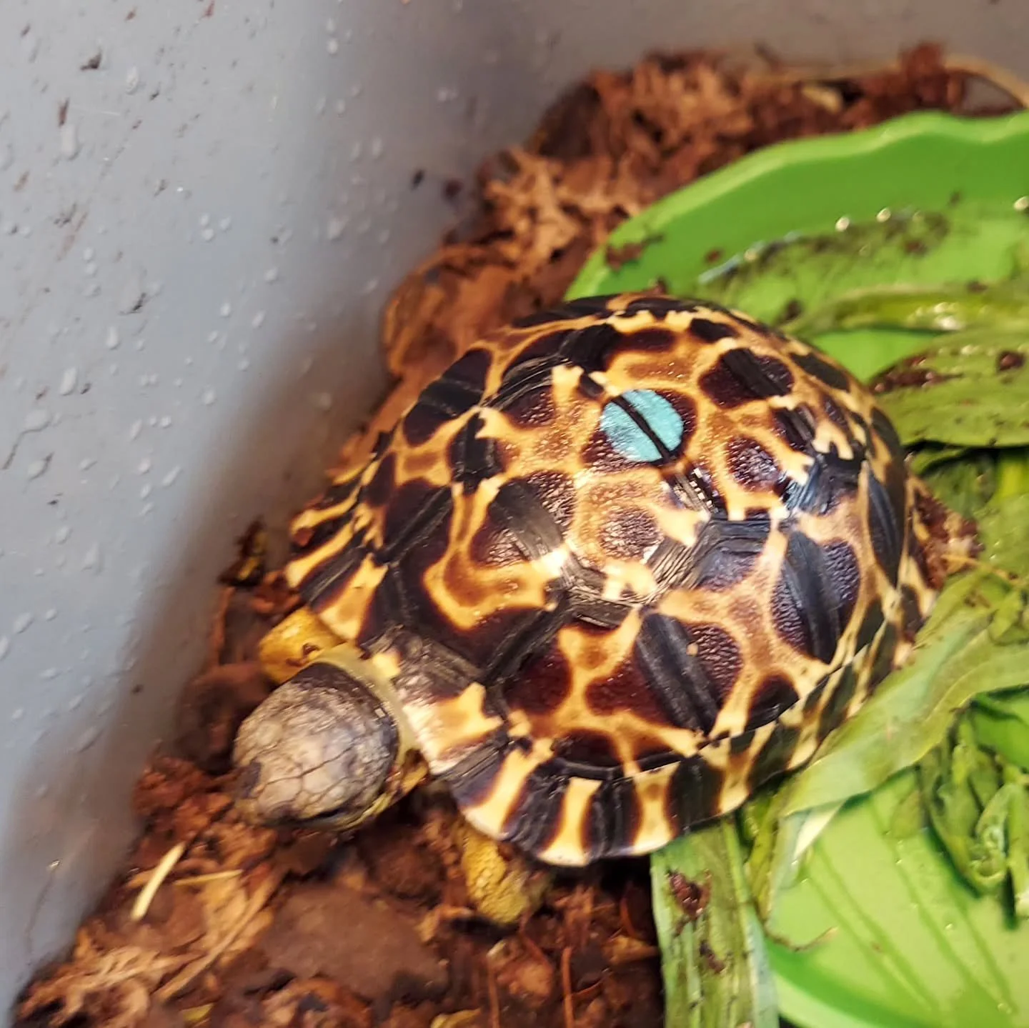 Sun is out and the animals can sense that spring is round the corner. Have your turtles/tortoises started emerging? 

#shelledfriends #turtlesforever #turtlesofinstagram #babyturtle #radiatedtortoises