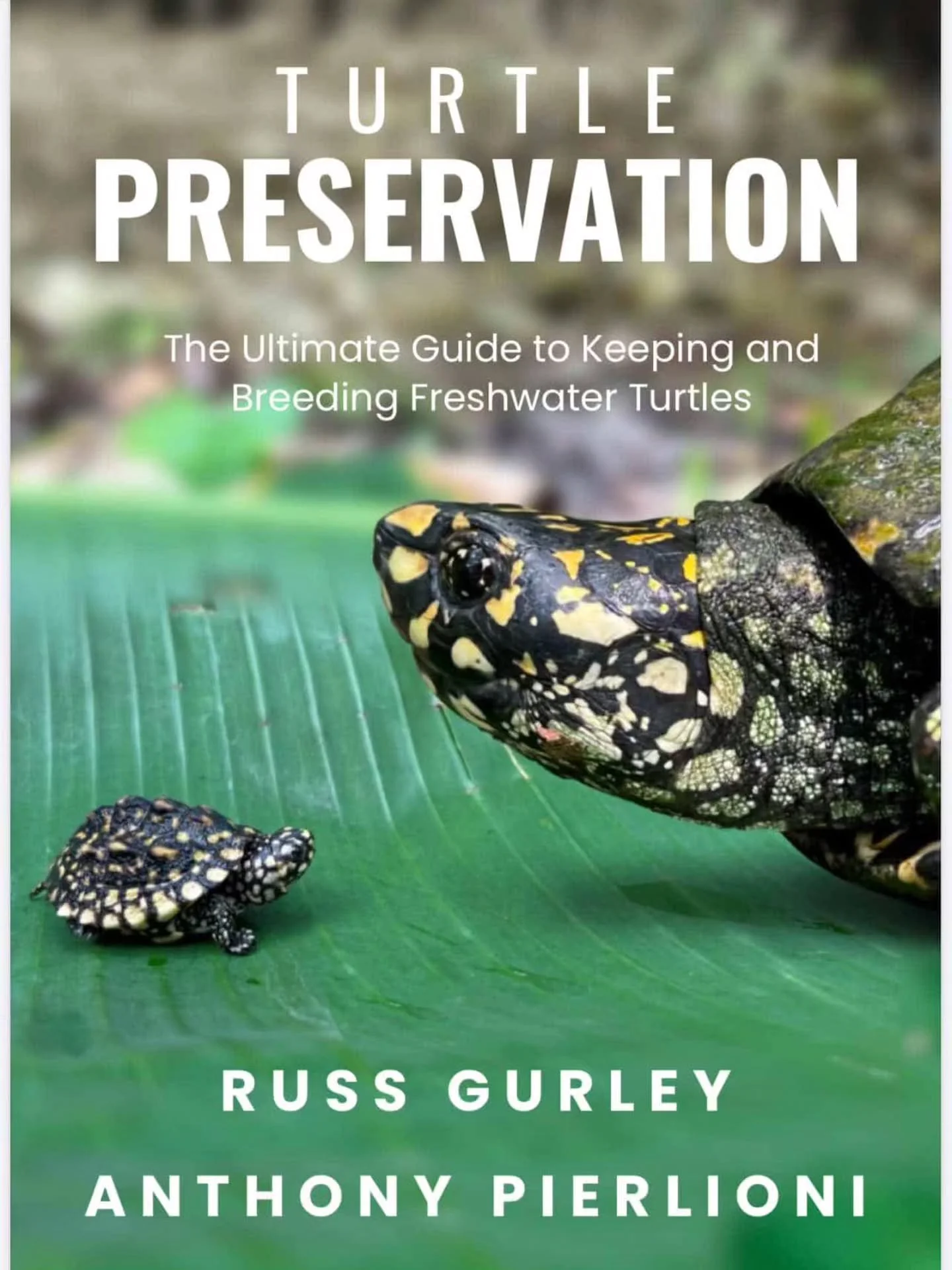 Paperback copies of Turtle Preservation will be available at the Turtle and Tortoise Preservation Group table this weekend at the Sacramento Reptile Show. A must have book for those who are new to turtles, or just getting started. Swing by and get yo