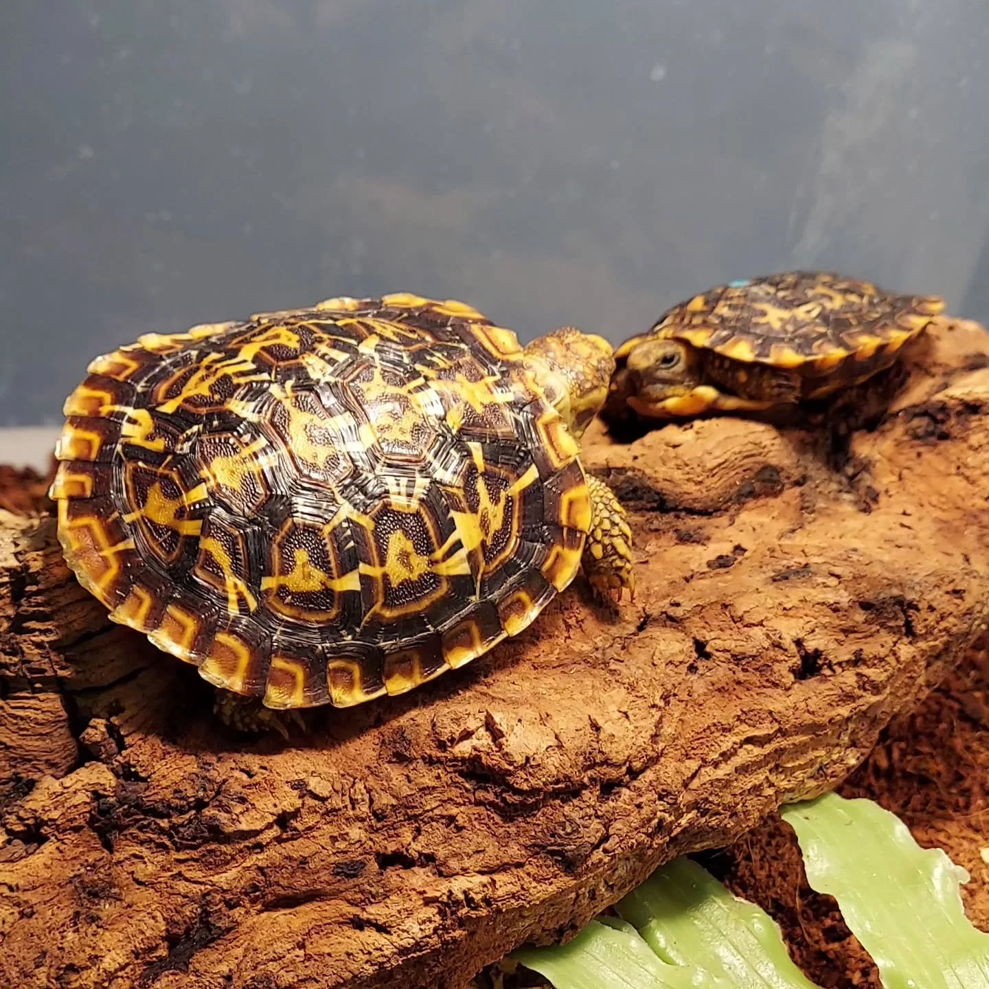 Ready to see friends at the Sacramento Reptile Show. Swing by the Turtle and Tortoise Preservation Group booth in the conservation corner.