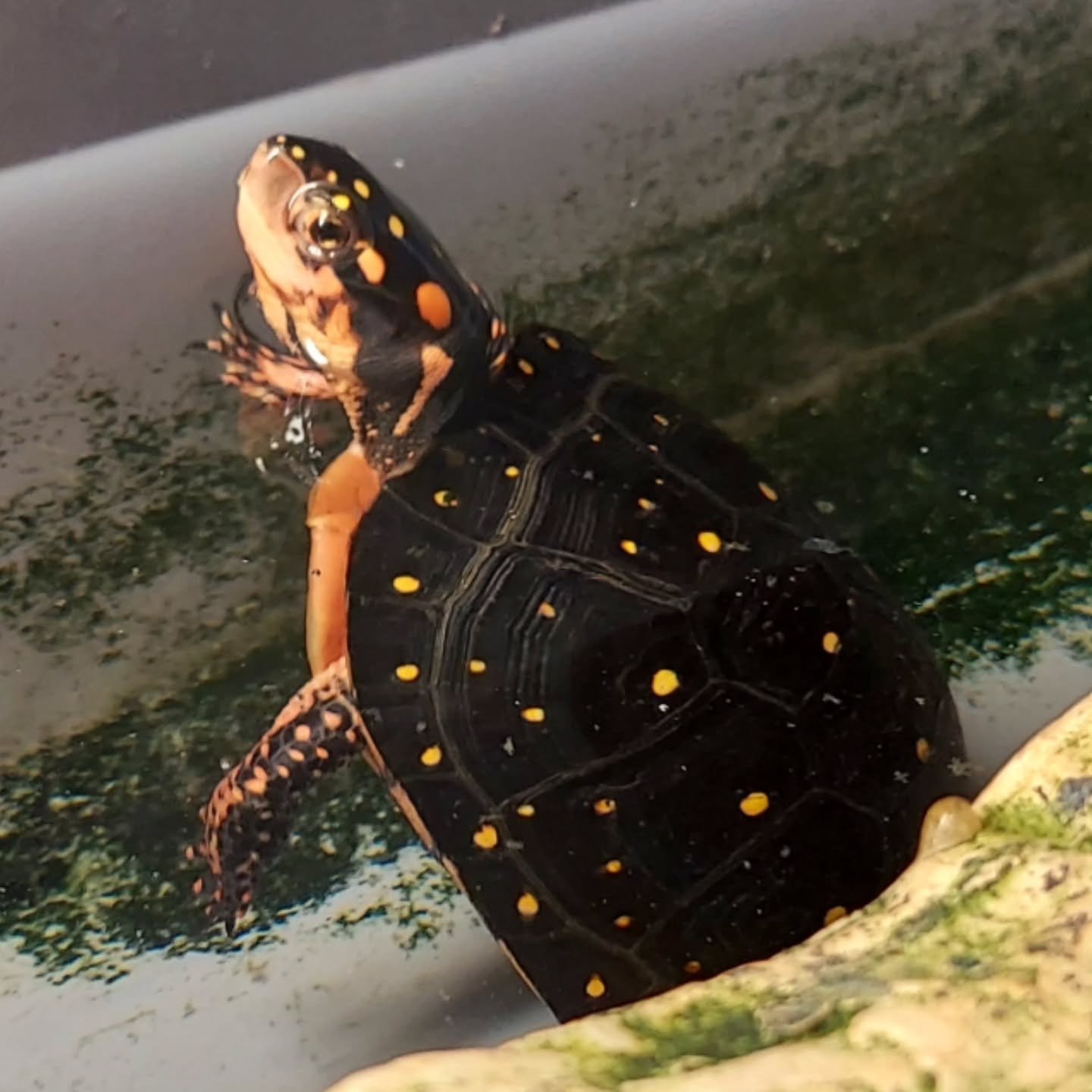 A young male North American spotted turtle from a new bloodline. Can't wait to move this one outdoors where it can join my group.

#shelledfriends #turtlesforever #turtlesofinstagram #spottedturtle #clemmysguttata