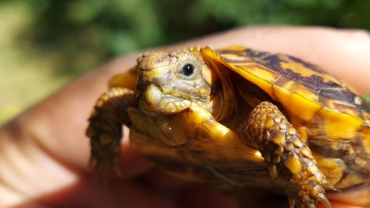 Overcoming challenges, something that turtles/tortoises seem to do very well. This little pancake Tortoise has a jaw deformity that makes it work a bit harder for each bite. 

#shelledfriends #turtlesforever #tortoisesofinstagram #pancaketortoise #ba
