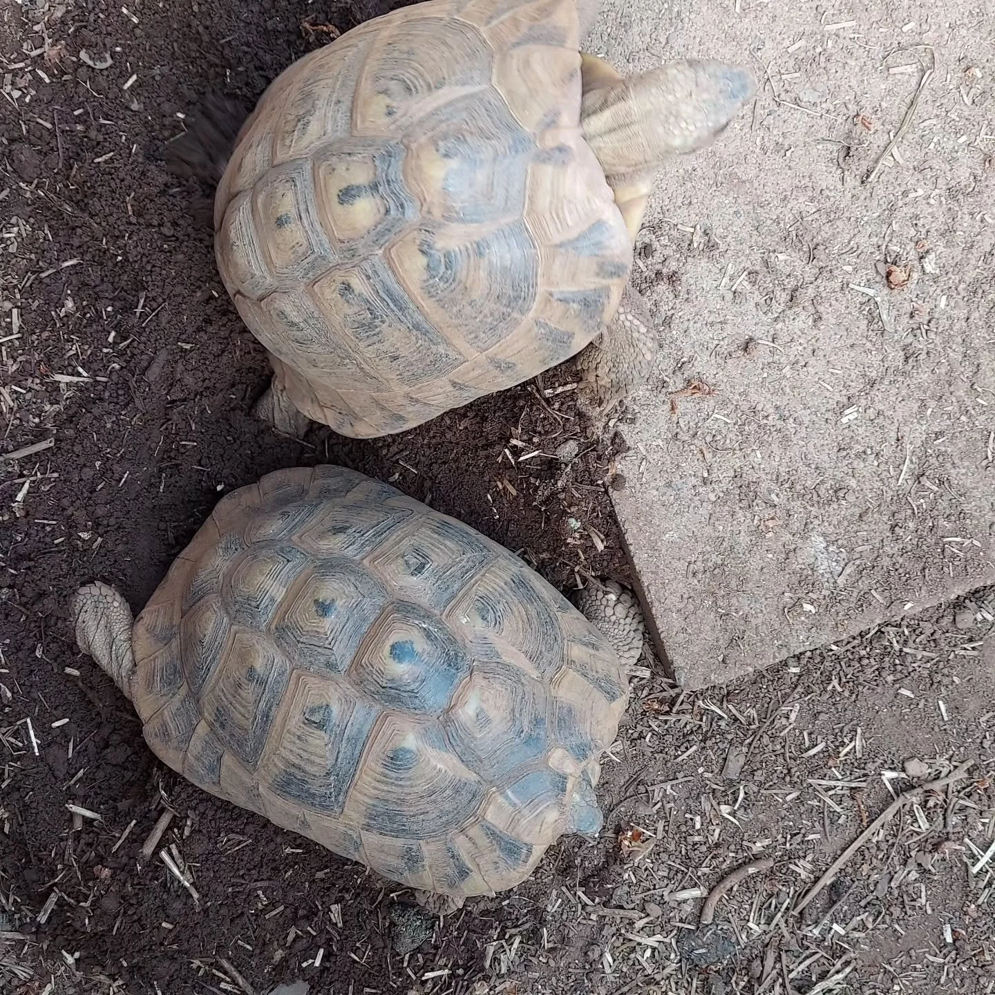 When you find that sweet spot for nesting. Two female Eastern Hermann's tortoises nesting right next to one another.

#shelledfriends #turtlesforever #tortoisesofinstagram #hermannstortoise #testudohermanni