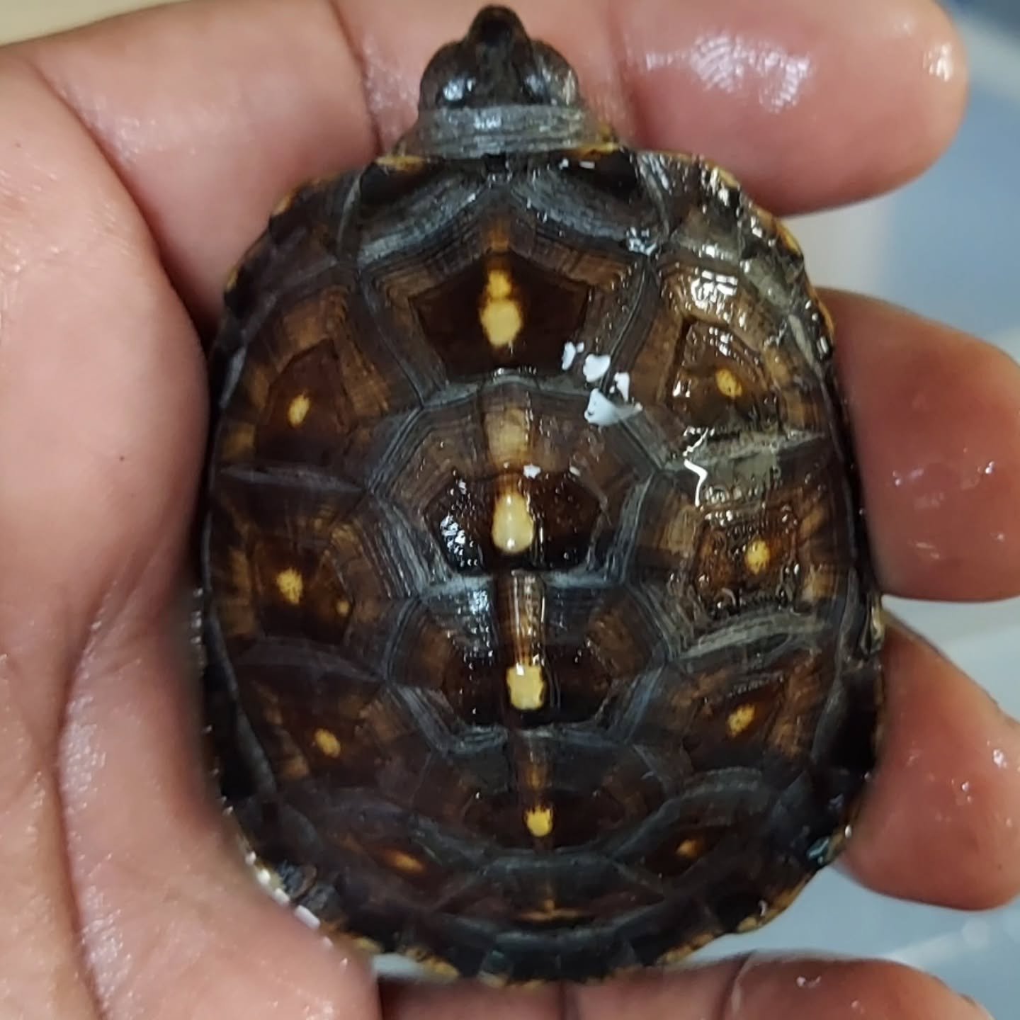 A few 2025 Eastern box turtle hatchlings that were hatched by a friend. I had the pleasure of raising them up since fall and pretty happy with how they have been growing. 

#shelledfriends #turtlesforever #turtlesofinstagram #boxturtle #easternboxtur