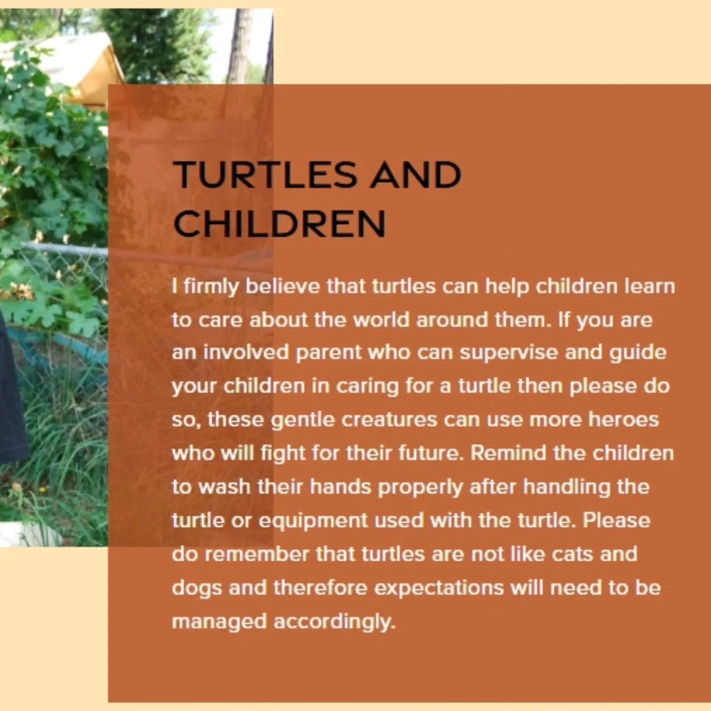A topic that comes up regularly, a turtle (including tortoises) for a child. If you are a parent who is considering a turtle for a child then learn what your child is expecting from their turtle and evaluate if a turtle is a good fit for your child, 