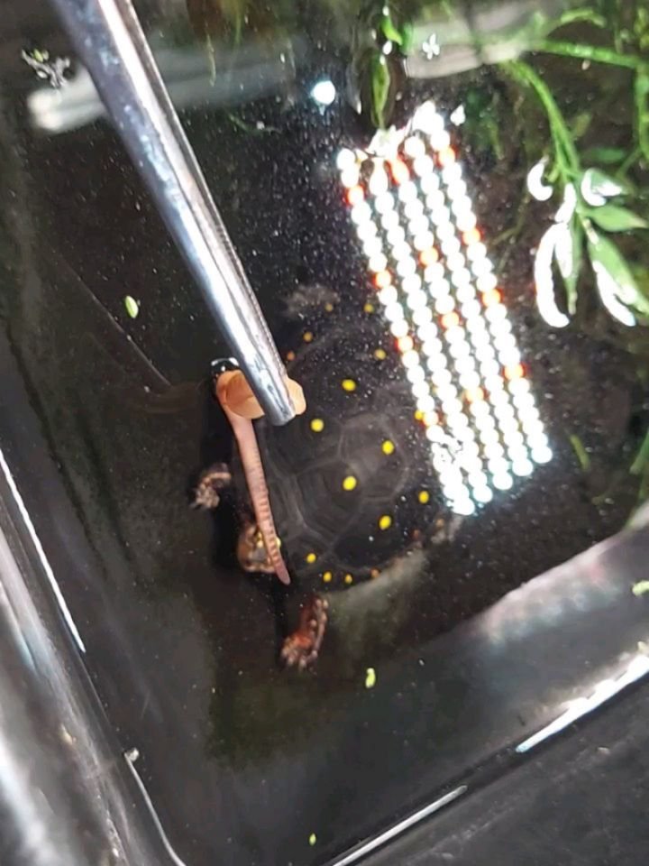 Juvenile North American Spotted turtles enjoying some nightcrawlers. 

#shelledfriends #turtlesforever #turtlesofinstagram #spottedturtle #clemmysguttata
