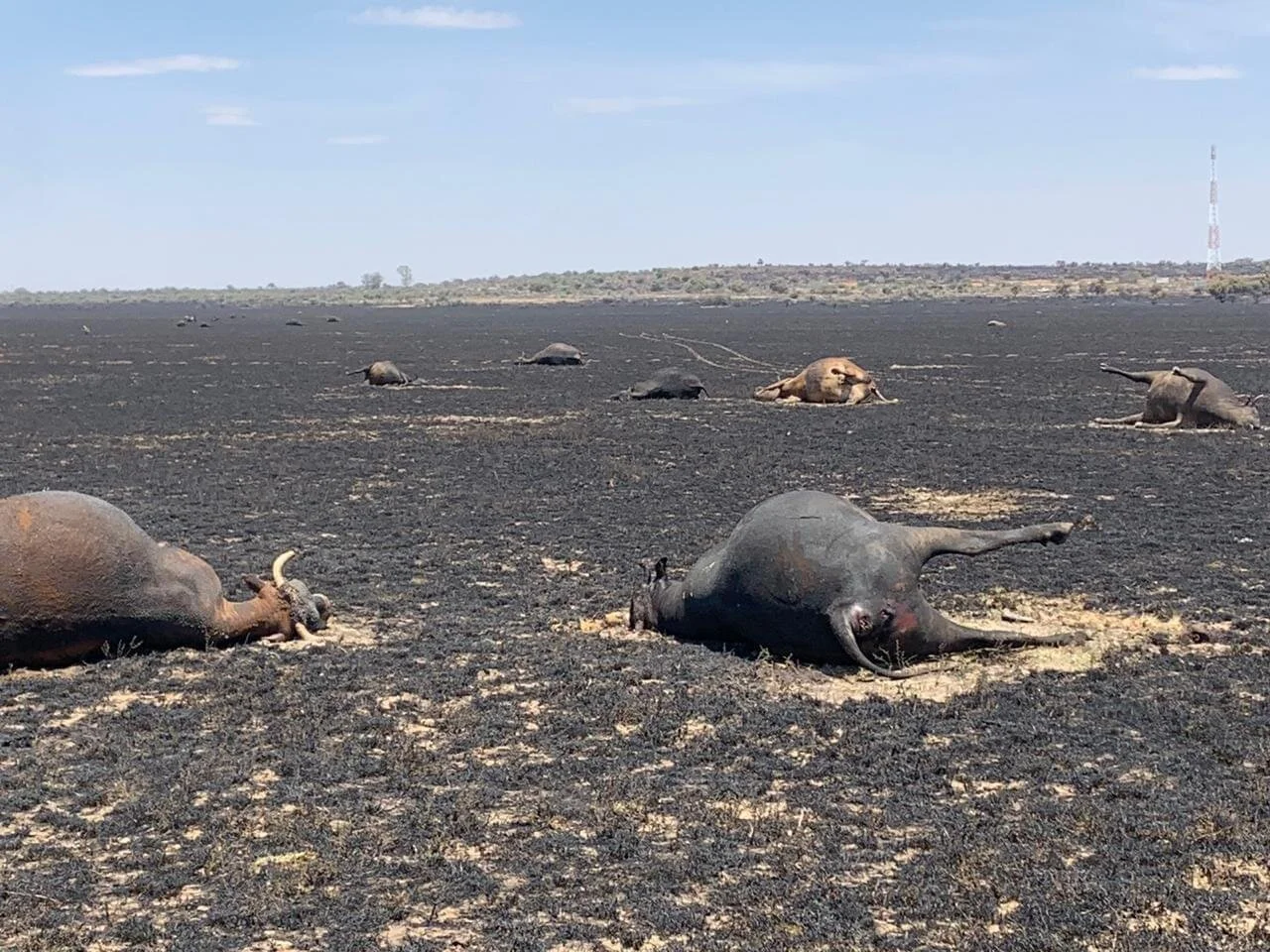 WhatsApp Image 2020-10-20 at 20.26.50.jpeg