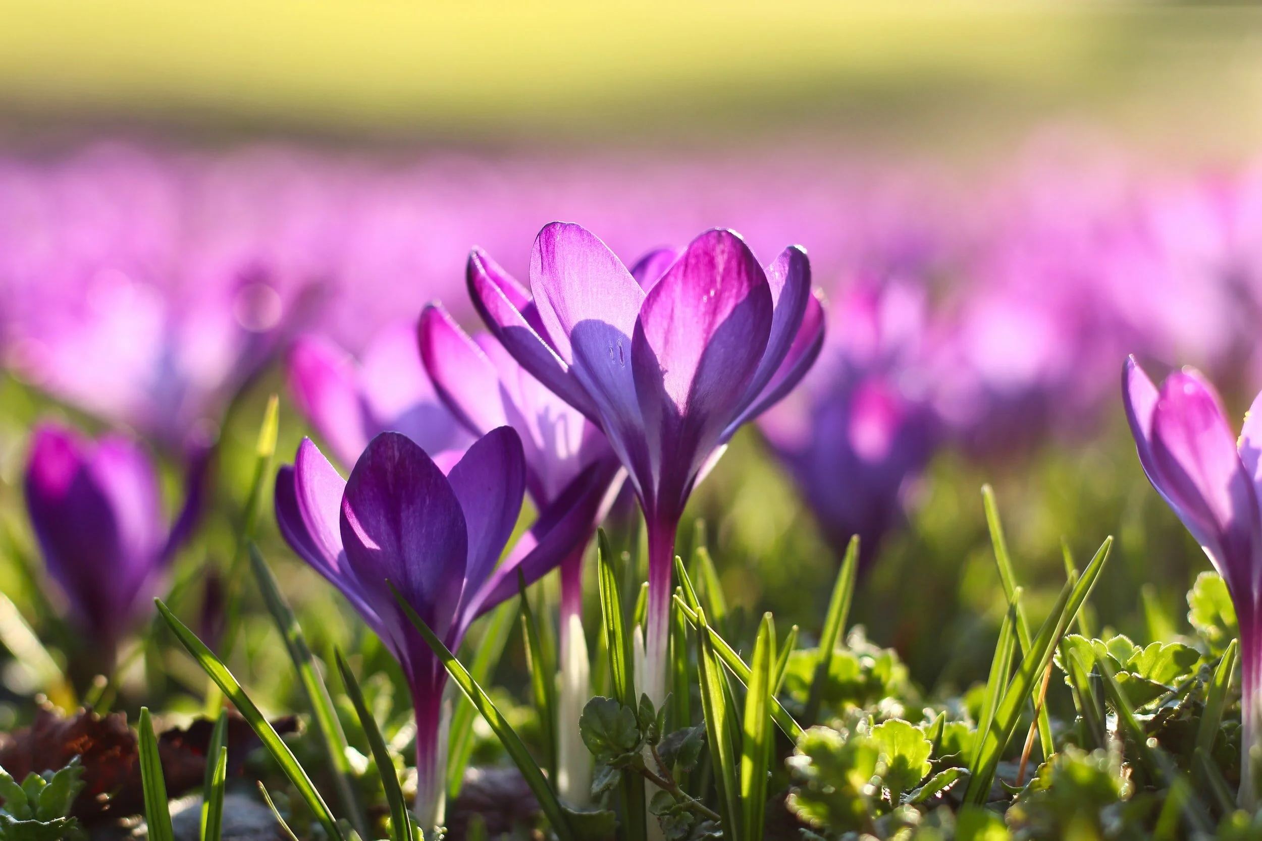 The Melodies of Spring and Hope